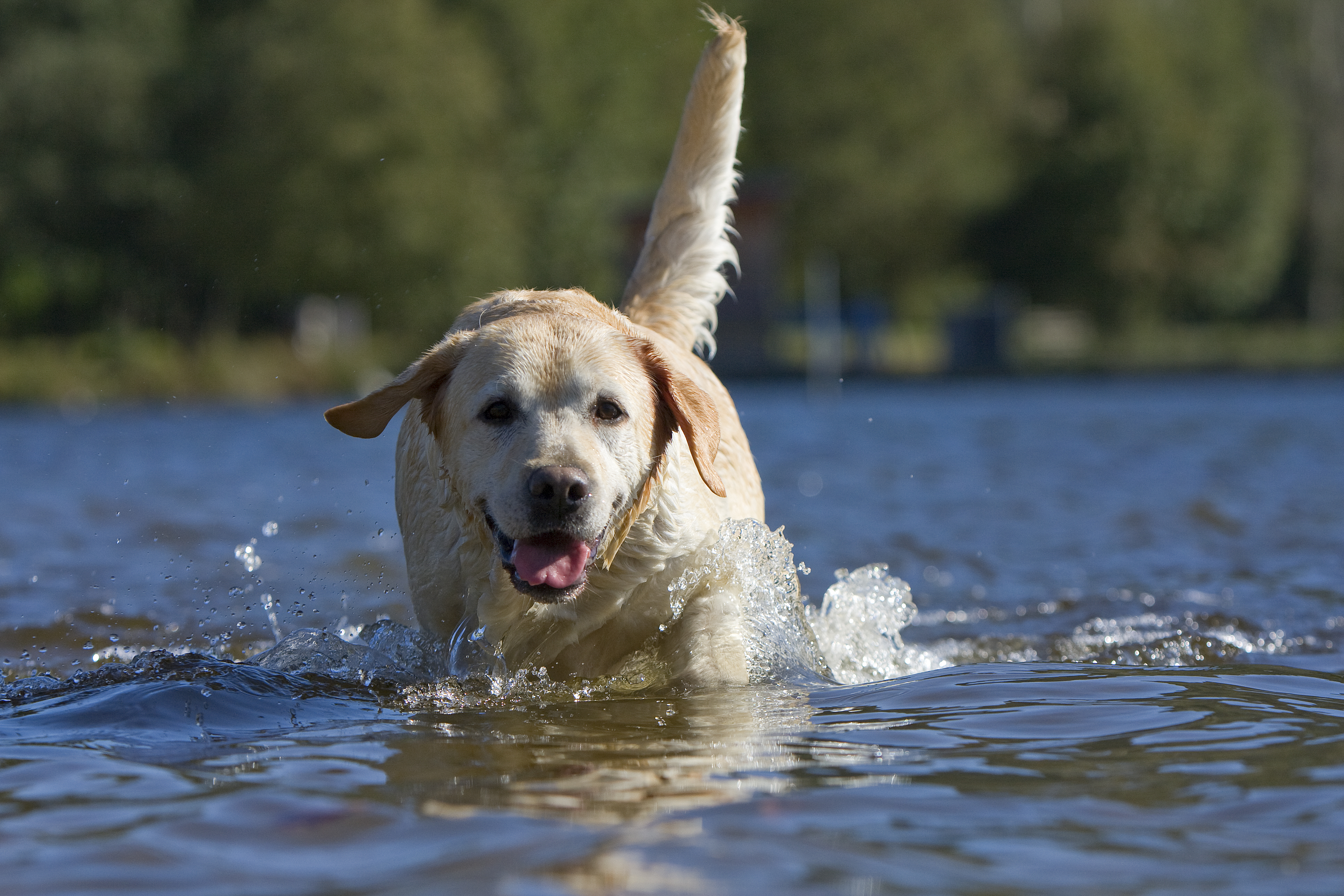 Labrador Retriever adult lying down in grass with a stick