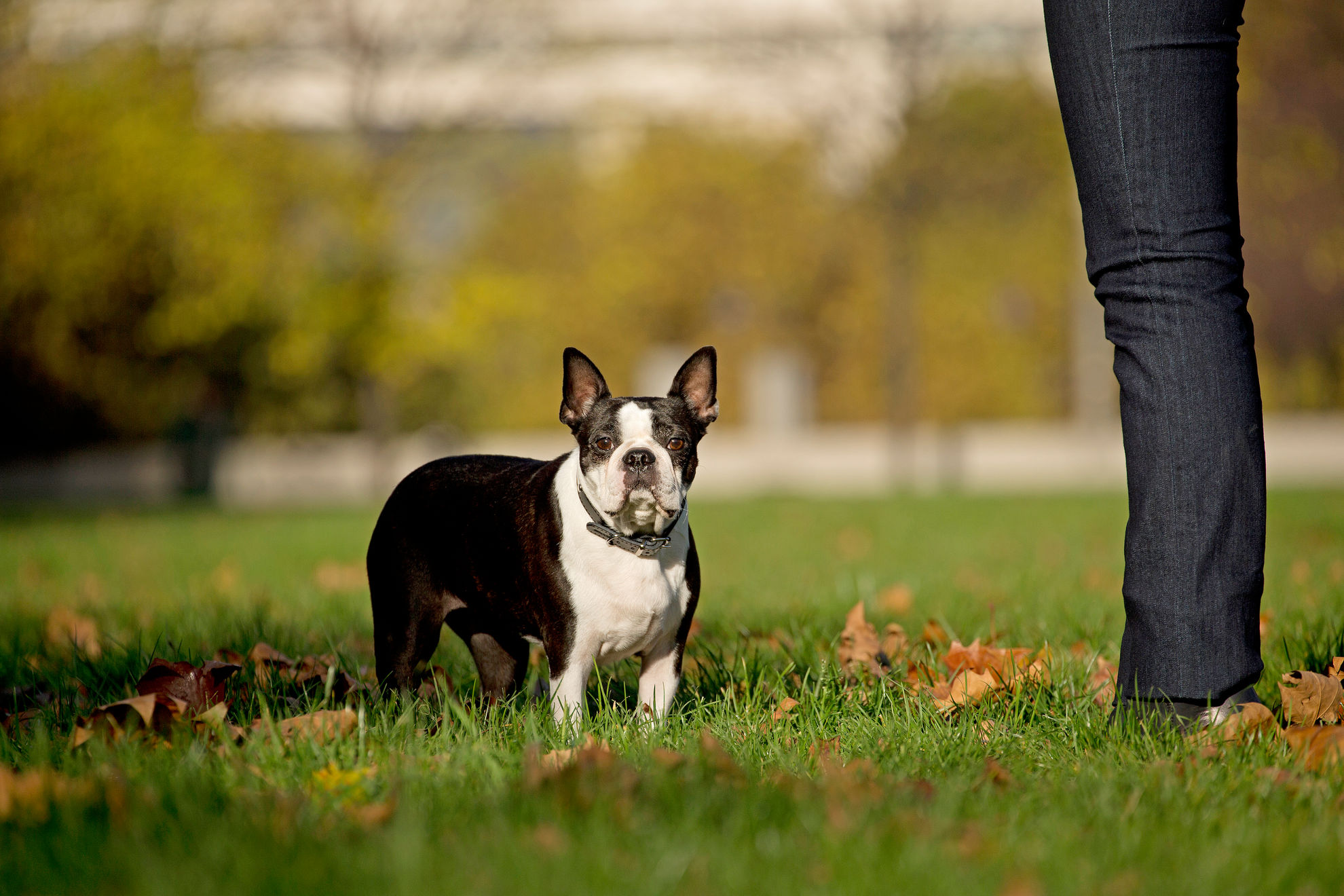 Cane in auto con cintura di sicurezza