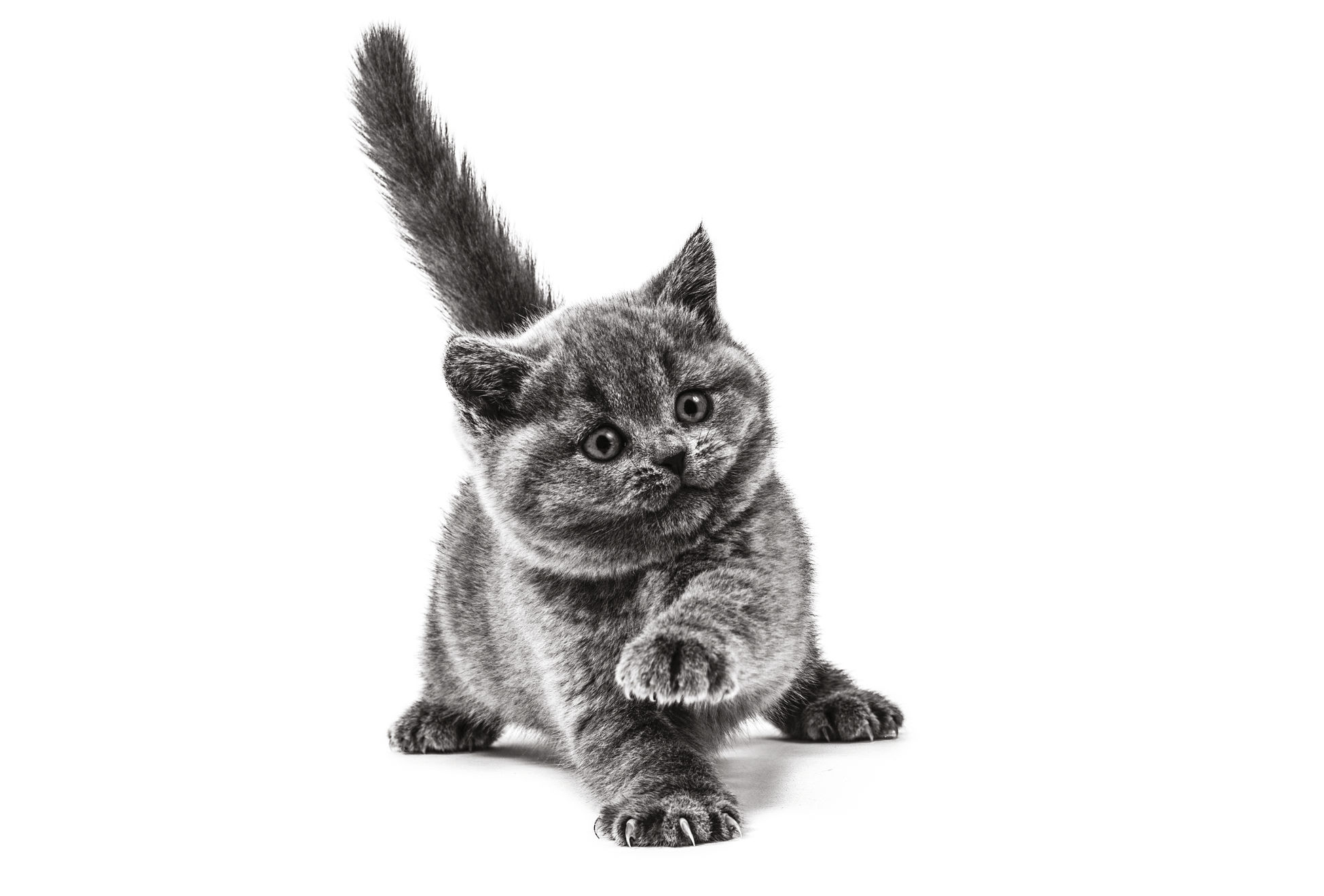 Gatito de British Shorthair de pie en blanco y negro sobre un fondo blanco