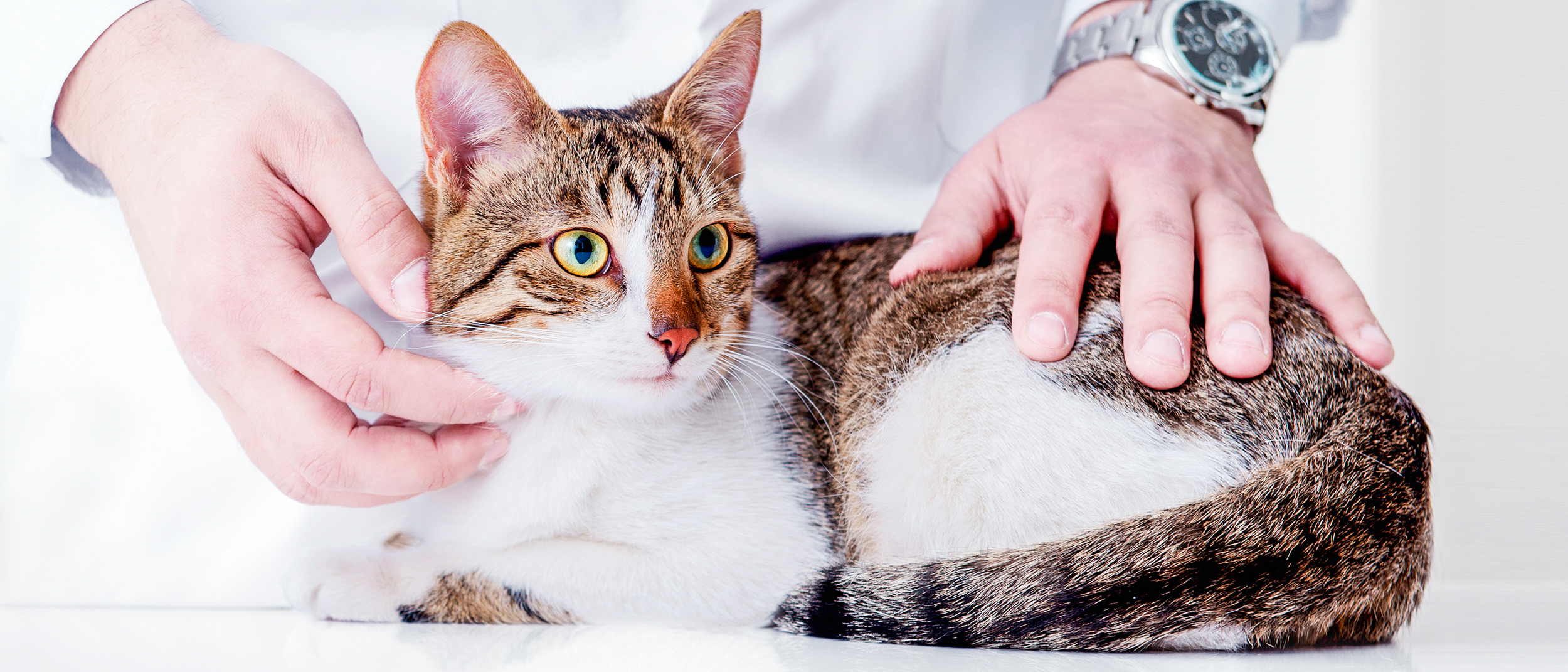 Young cat lying down on an examination table in a vets office.