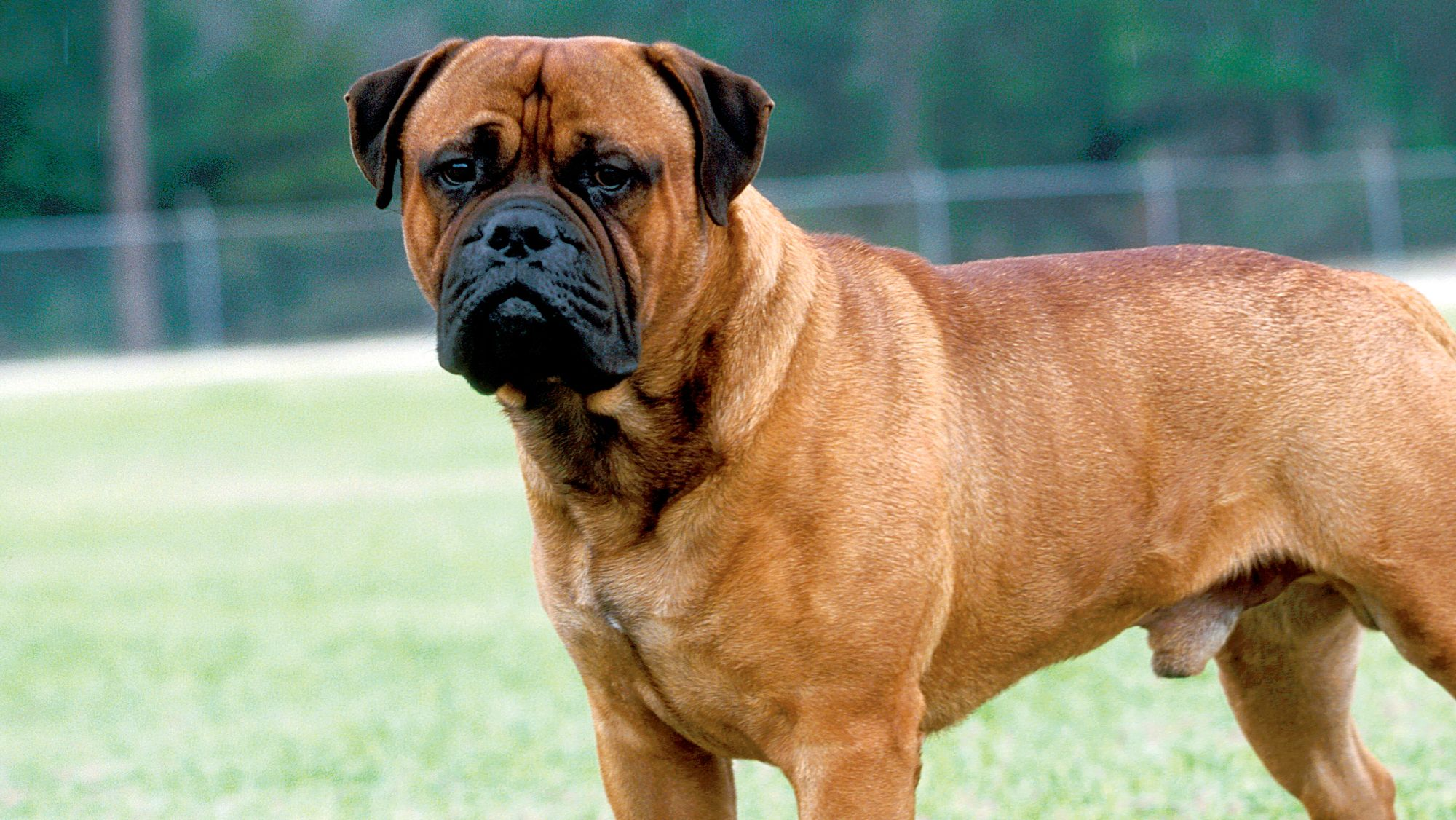 Bullmastiff steht auf einem Sportplatz