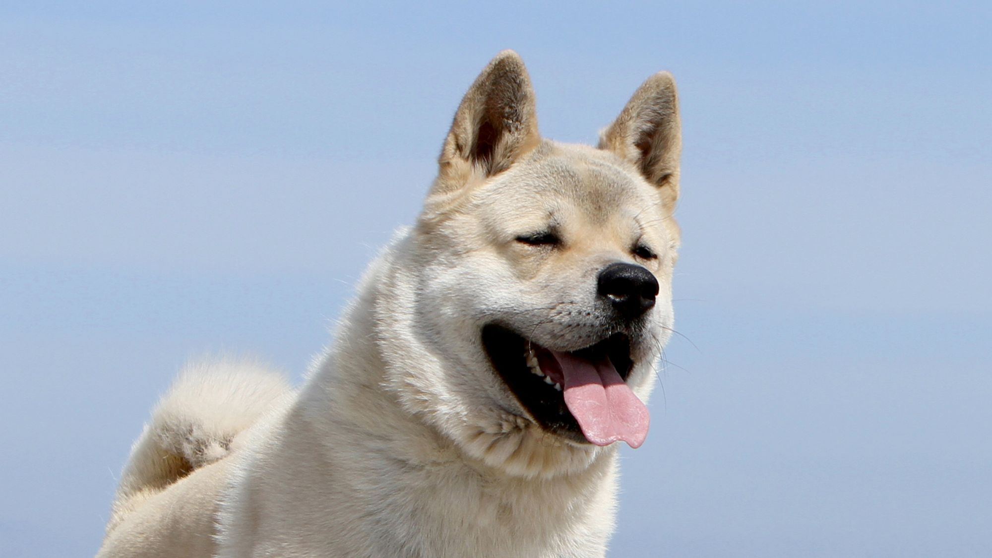 Akita americano con los ojos cerrados y la lengua fuera