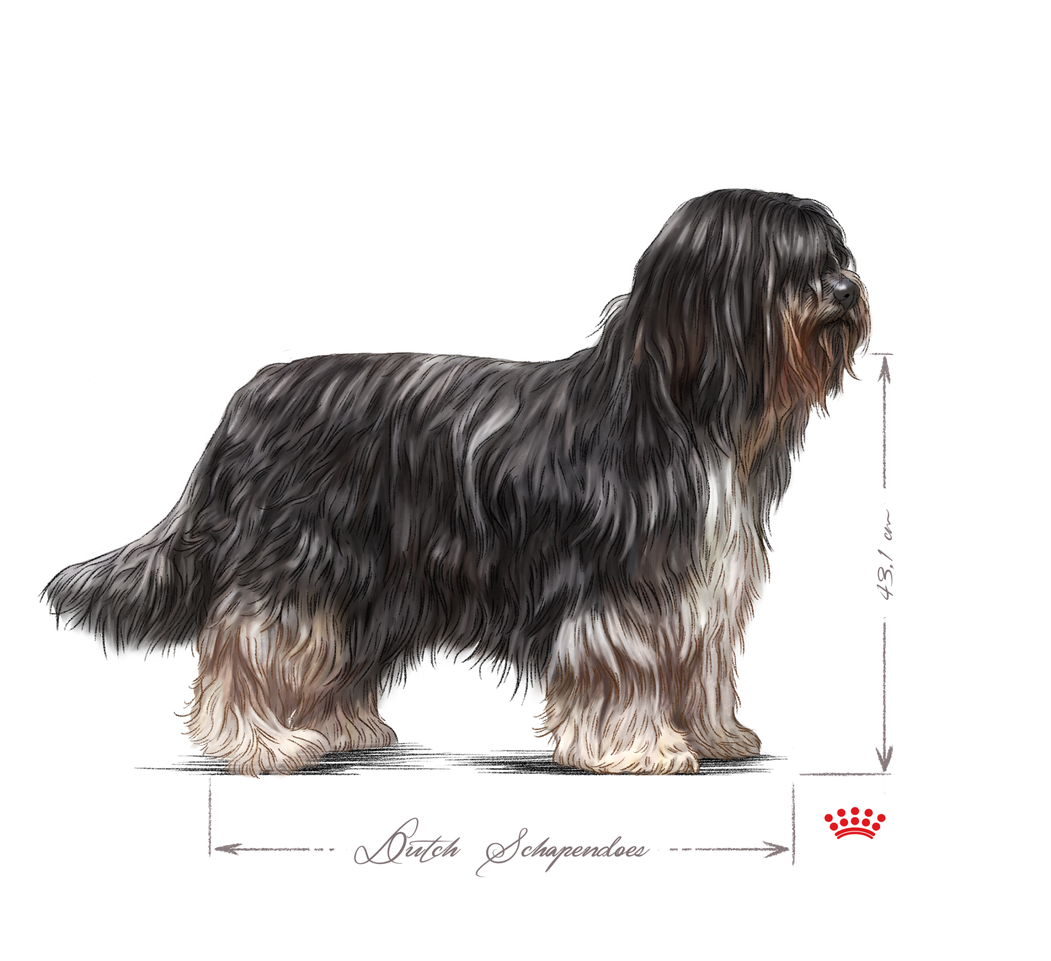 Black and White Dutch Schapendoes adult 