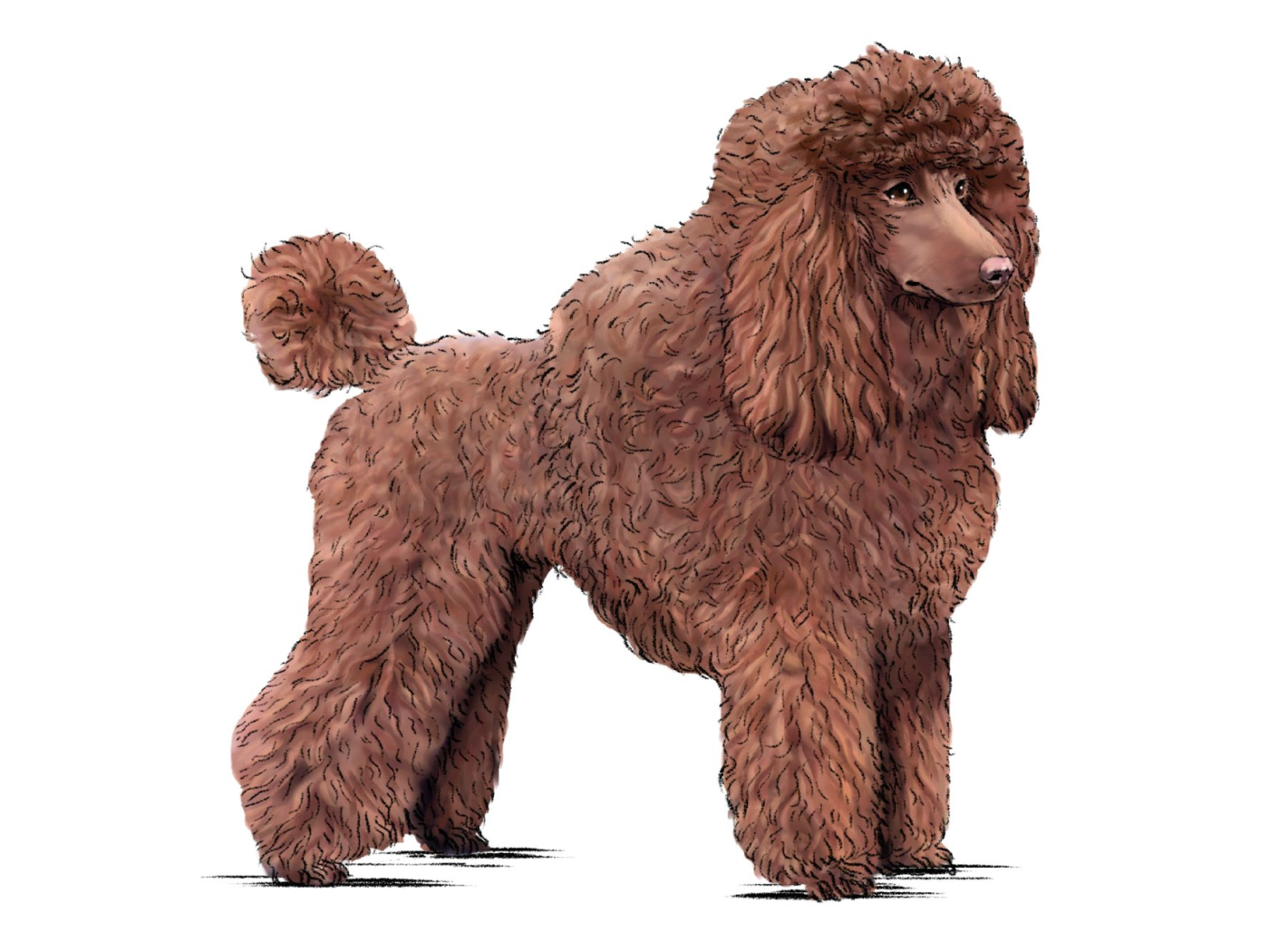 Illustration of a standing brown Poodle