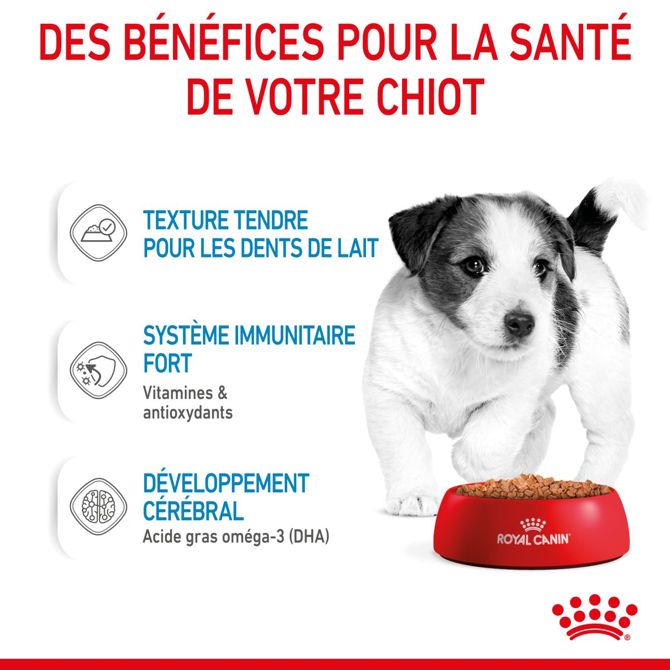 Royal canin mini outlet puppy chiot