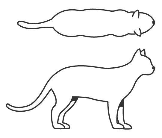 Illustration of a cat body condition score 6
