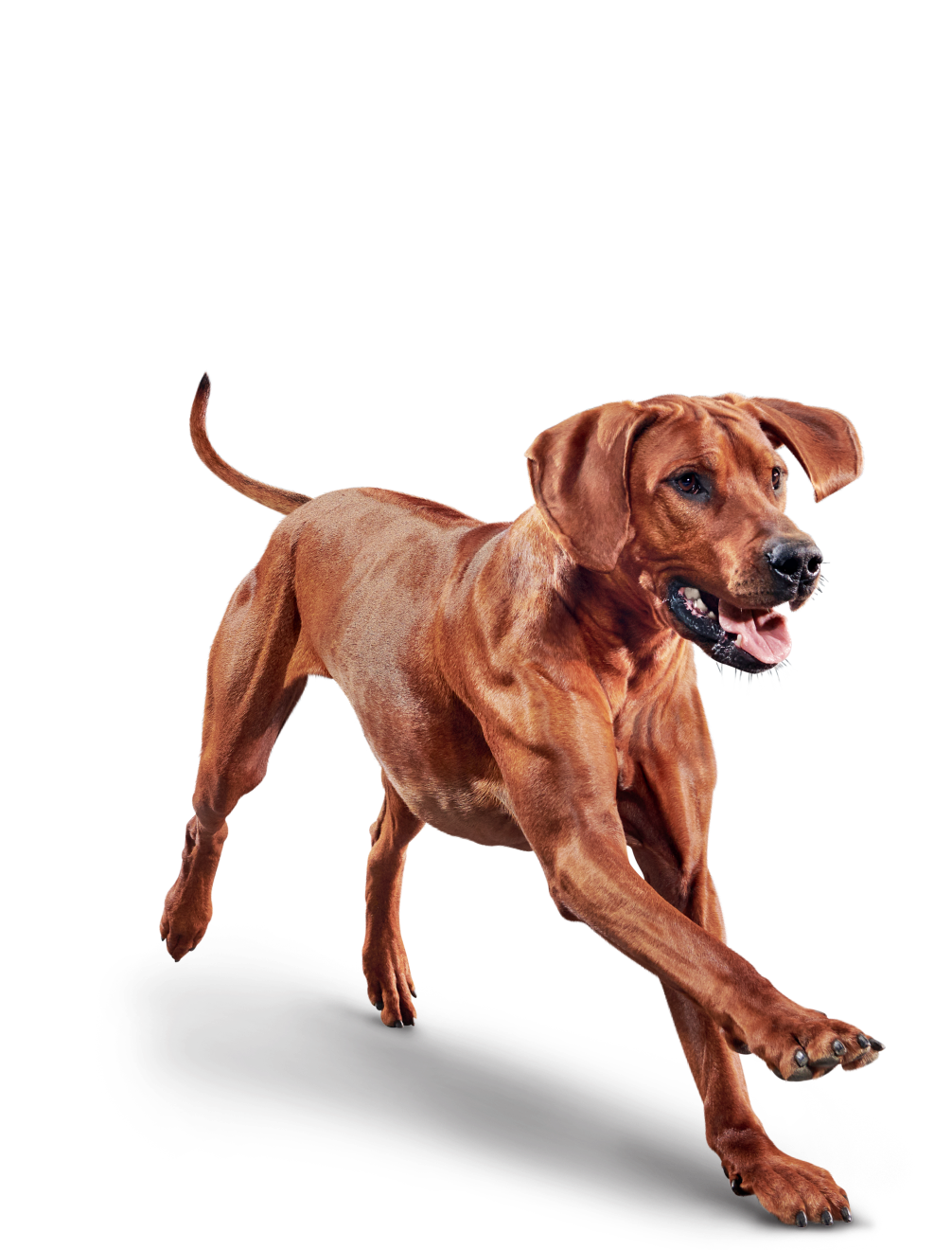Eukanuba™ ADULT LARGE BREED | Royal Canin ZA