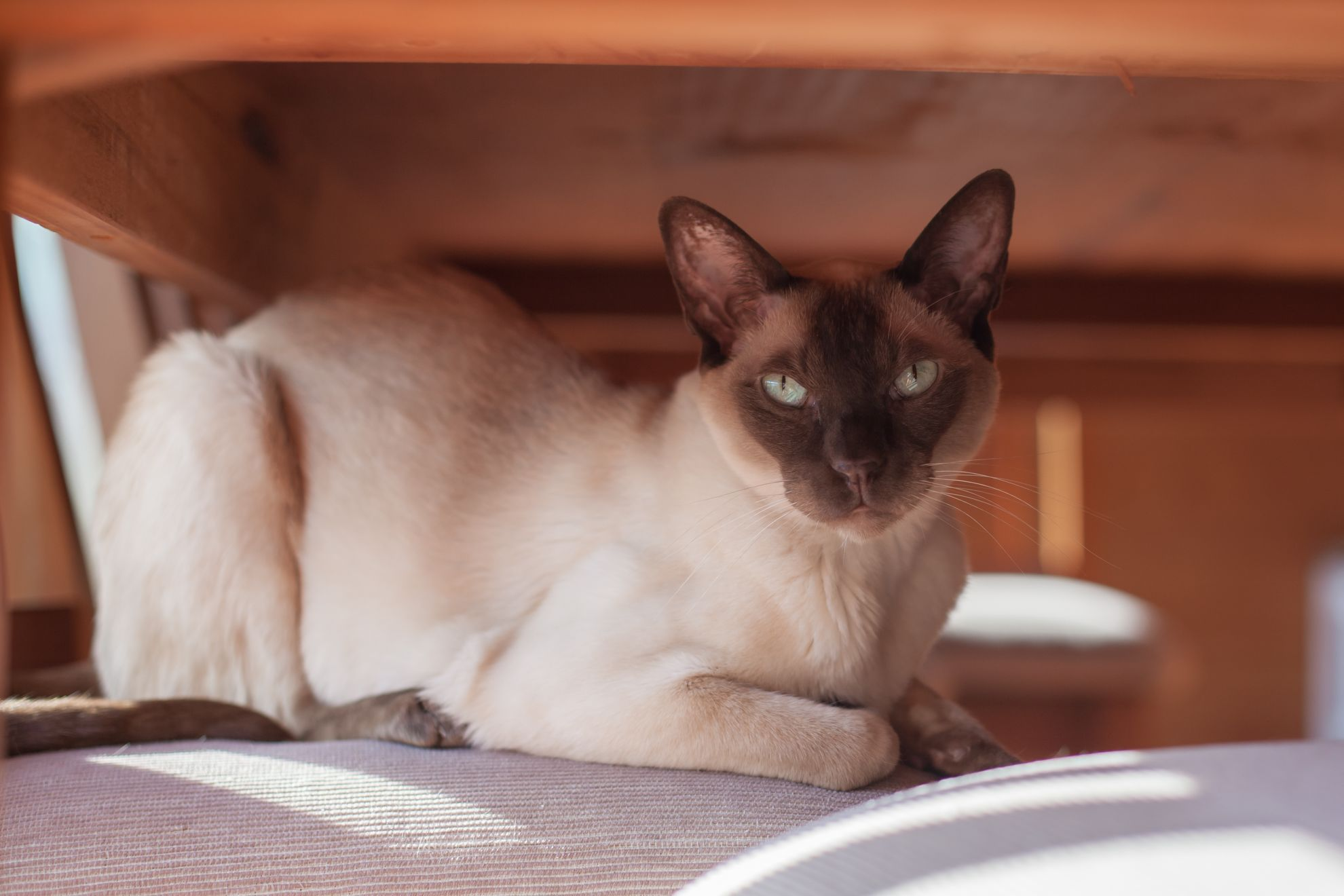 tonkinese