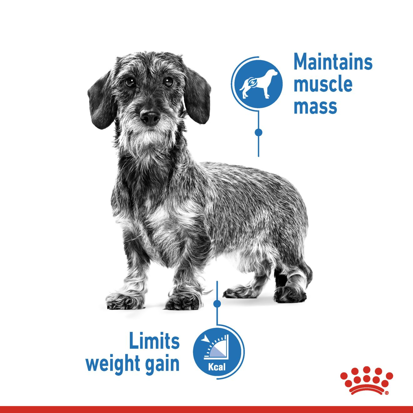 Mini Light Weight Care | Royal Canin NZ