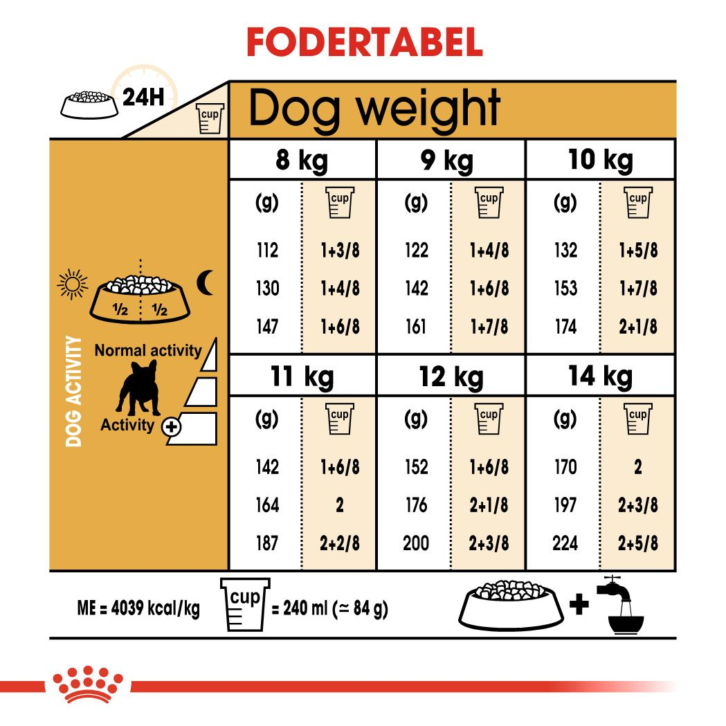 French Bulldog Adult