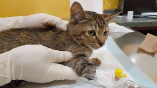 Notfallbehandlung bei Katzenwelpen