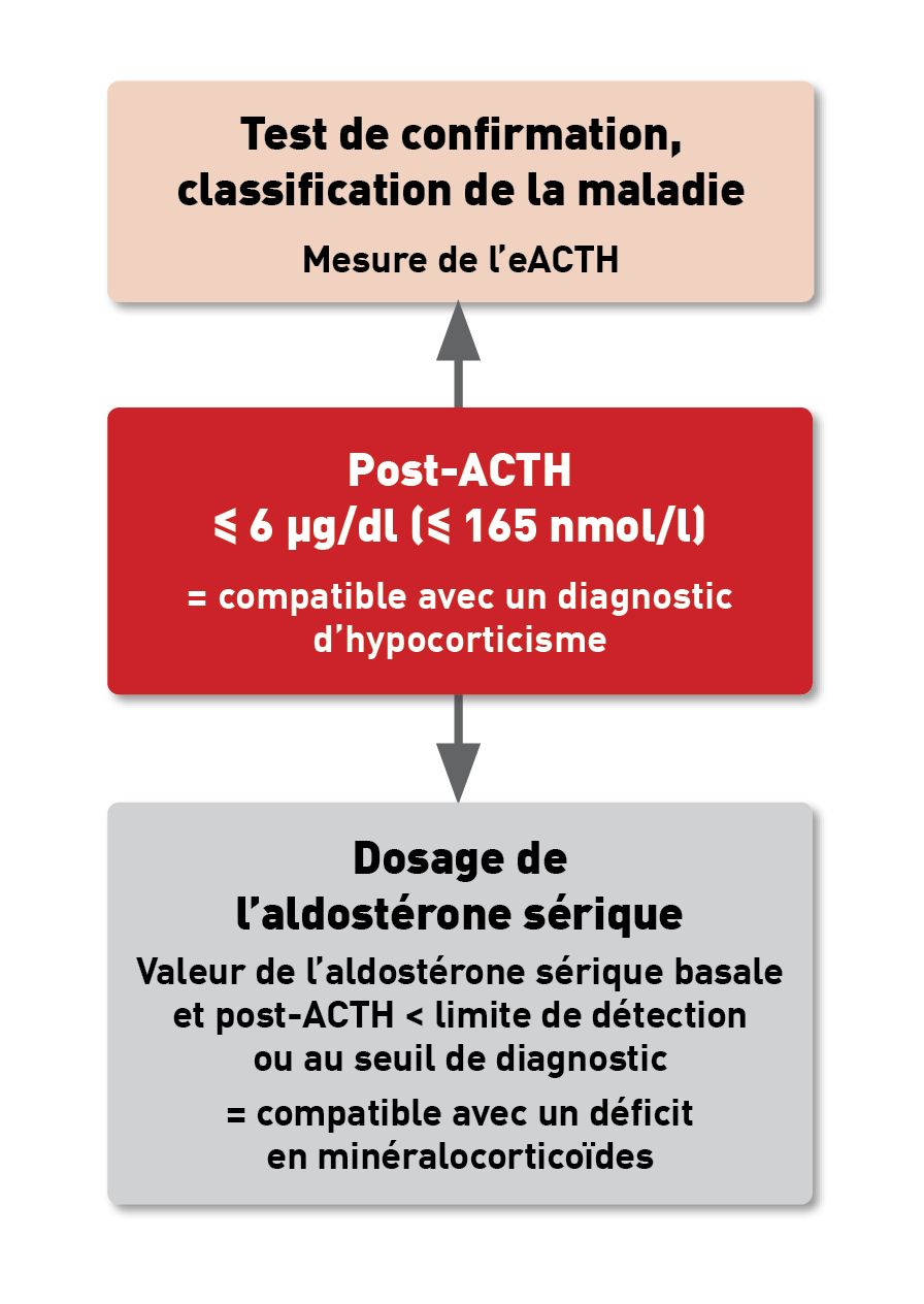 Arbre décisionnel pour l’évaluation approfondie de la production hormonale des glandes surrénales chez les chiens présentant un hypocorticisme atypique