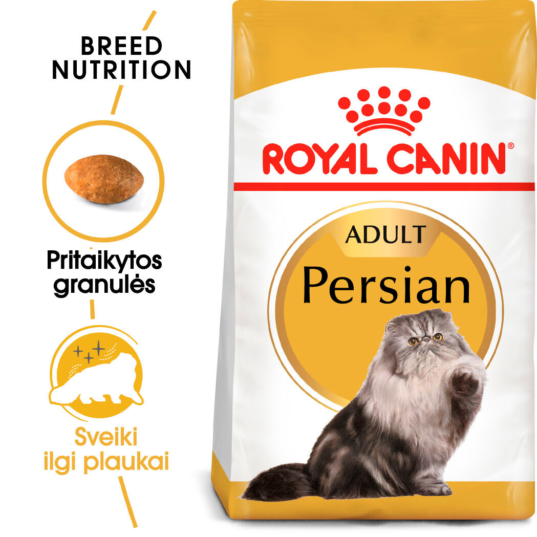 Persian Adult
