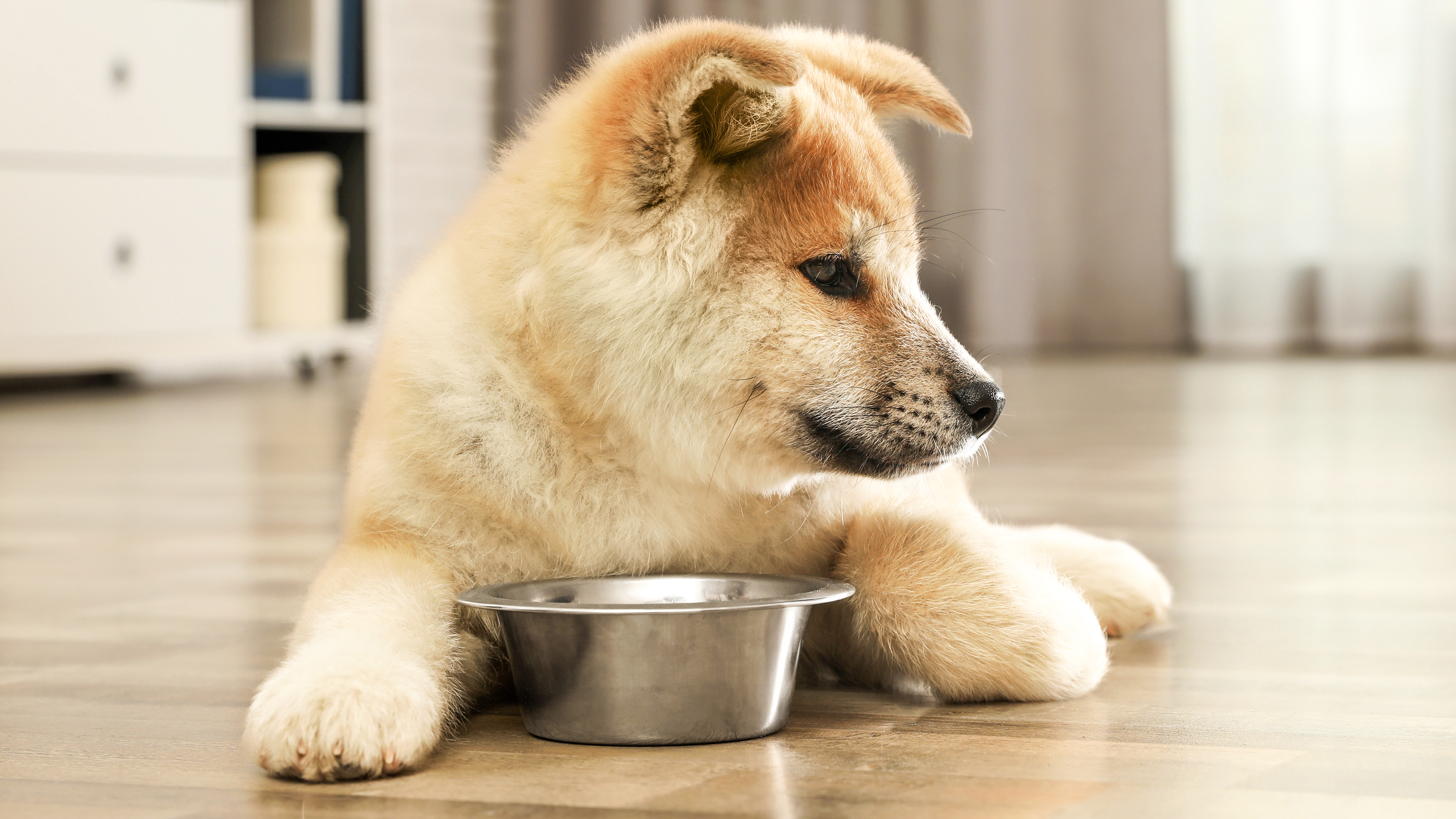 Akita puppy lying down next to a stainless steel feeding bowl