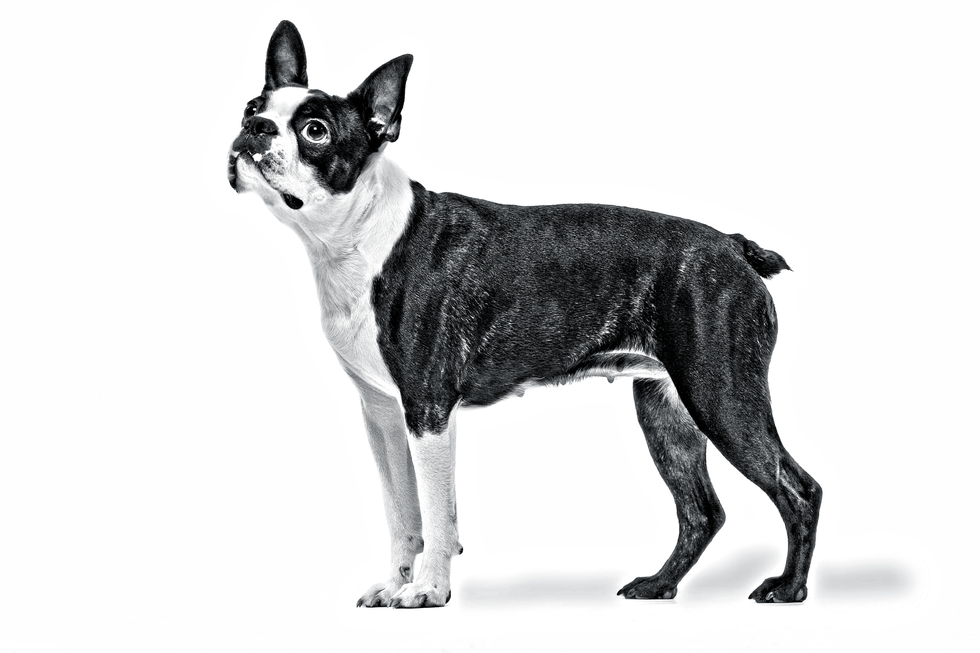 Black and white side view of standing Boston Terrier