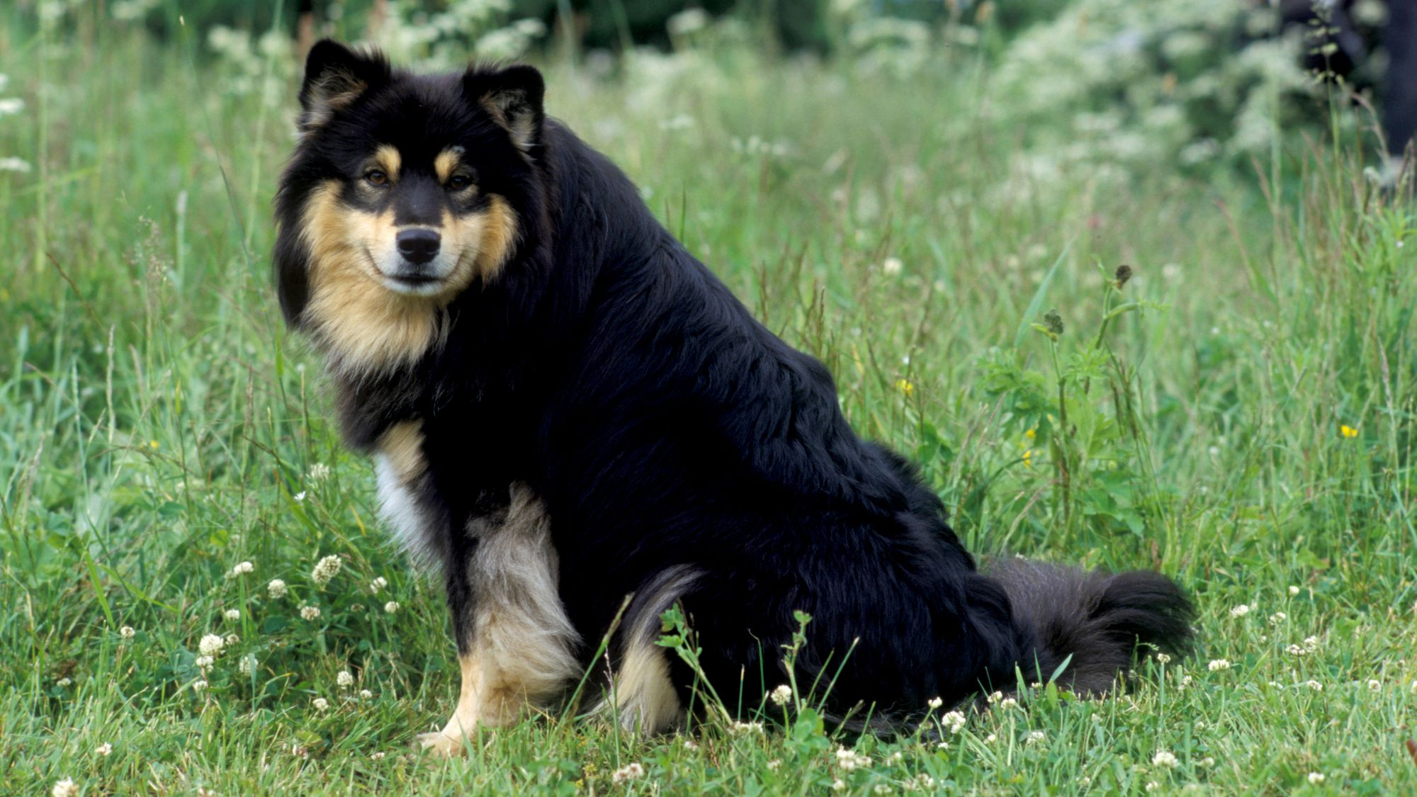 Black and tan Finnish Lapphund sitting in the grass