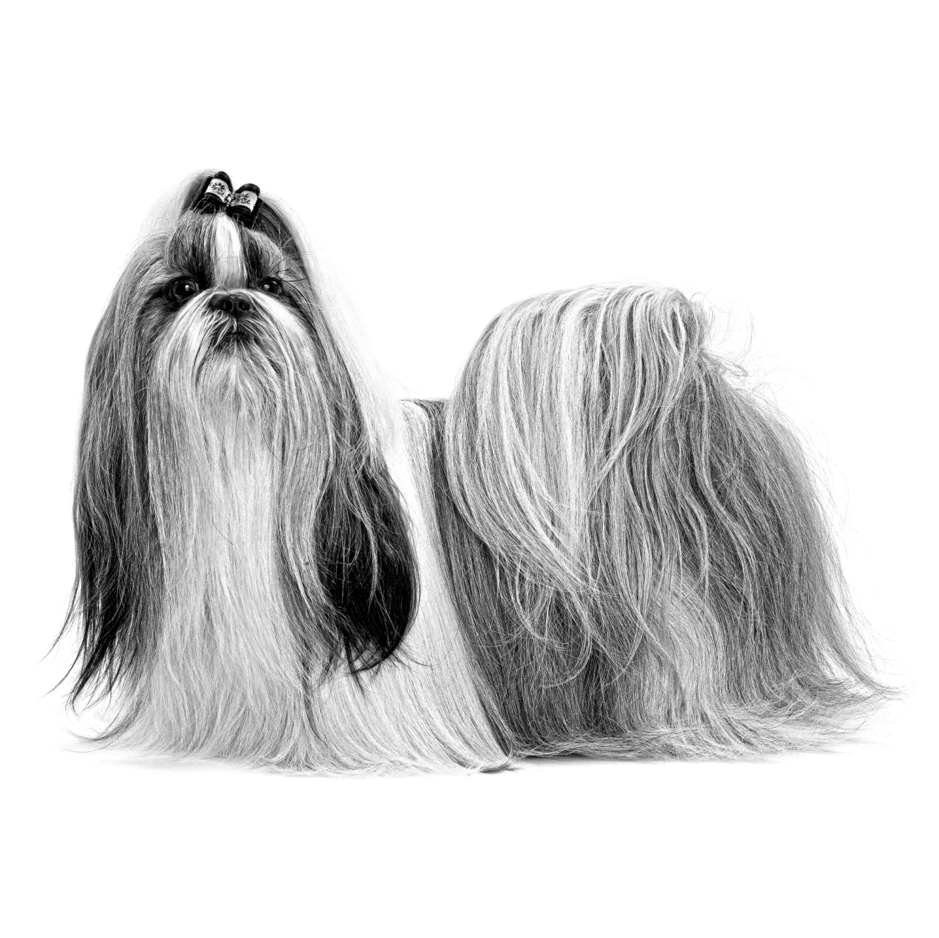 Shih Tzu with long hair sitting in black and white