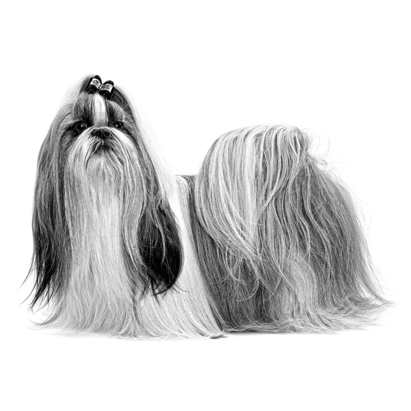 Shih Tzu adulto in bianco e nero