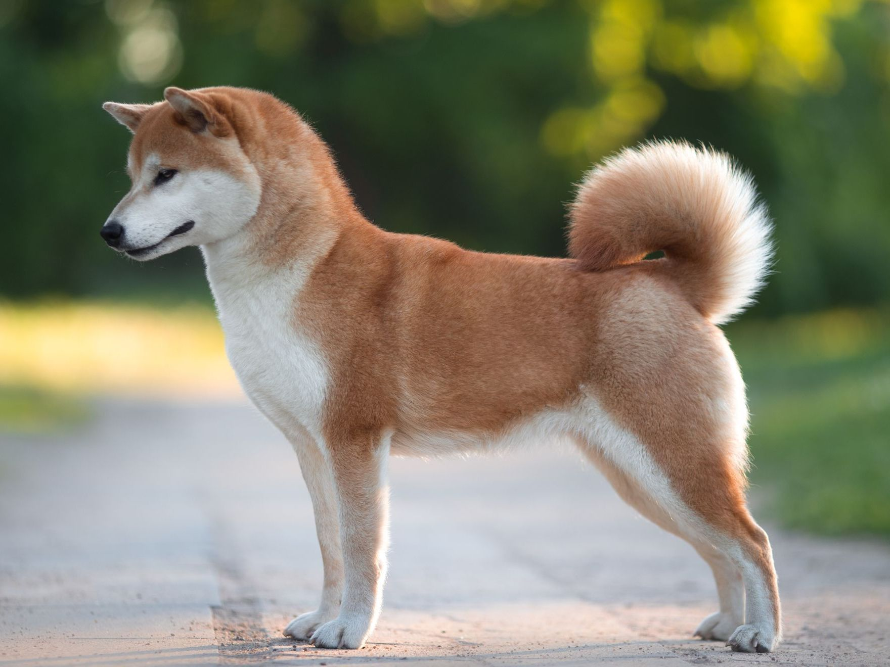 Chien shiba inu en extérieur