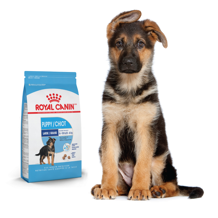 German Shepherd puppy sitting next to a puppy product pack