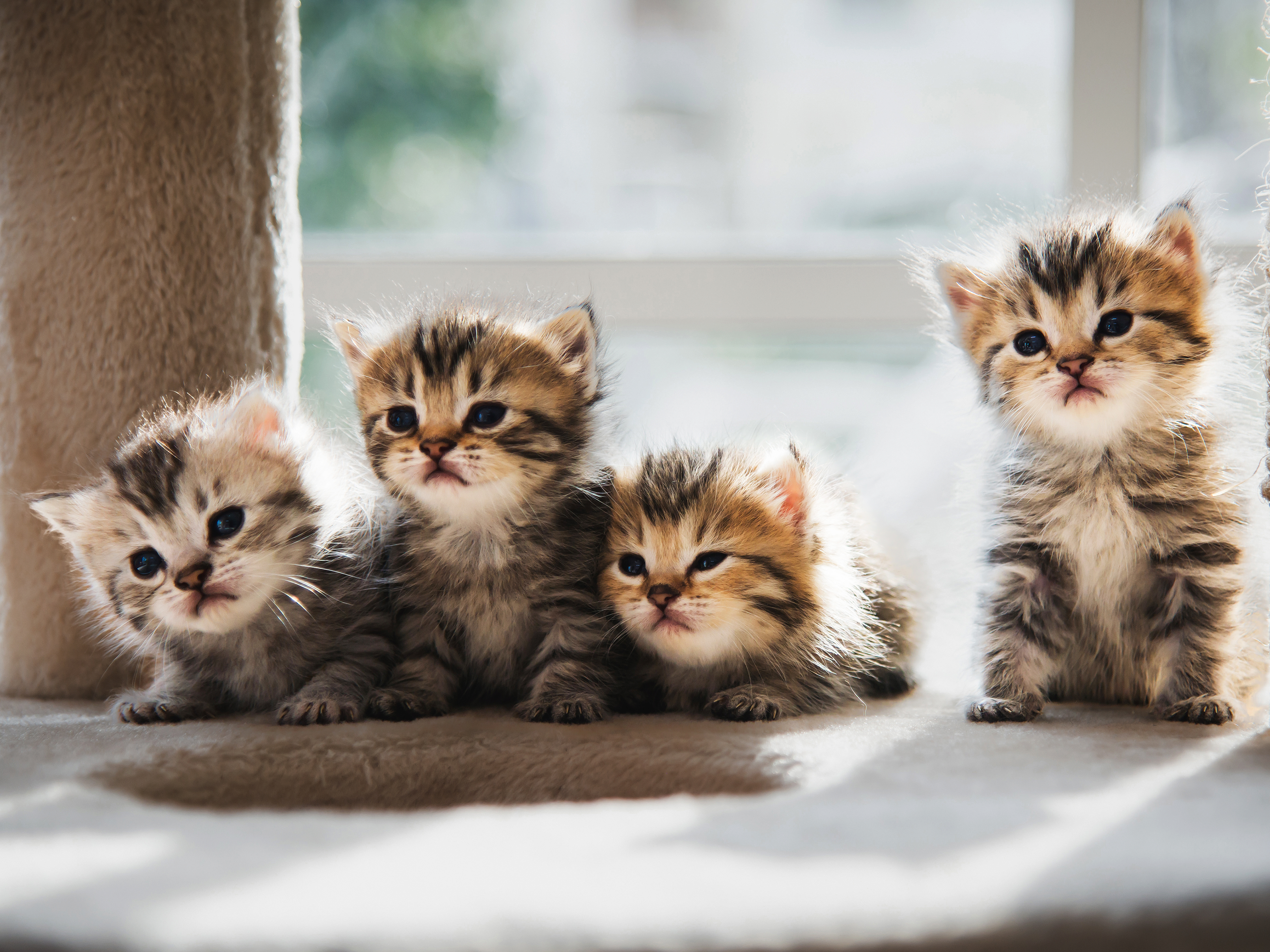 Vier Perser-Kätzchen sitzen nebeneinander auf der Plattform eines Kratzbaums