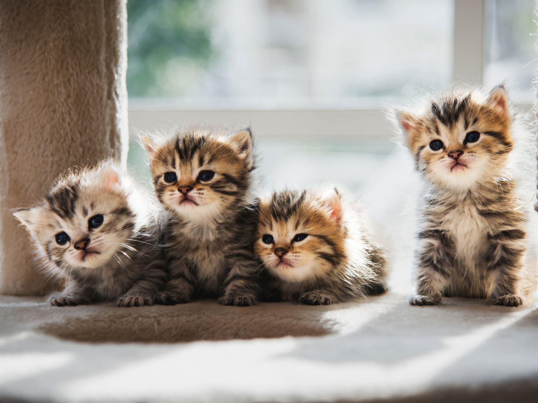 De Eerste Dagen En Nachten Met Je Kitten | Royal Canin Nederland | Royal  Canin Nl