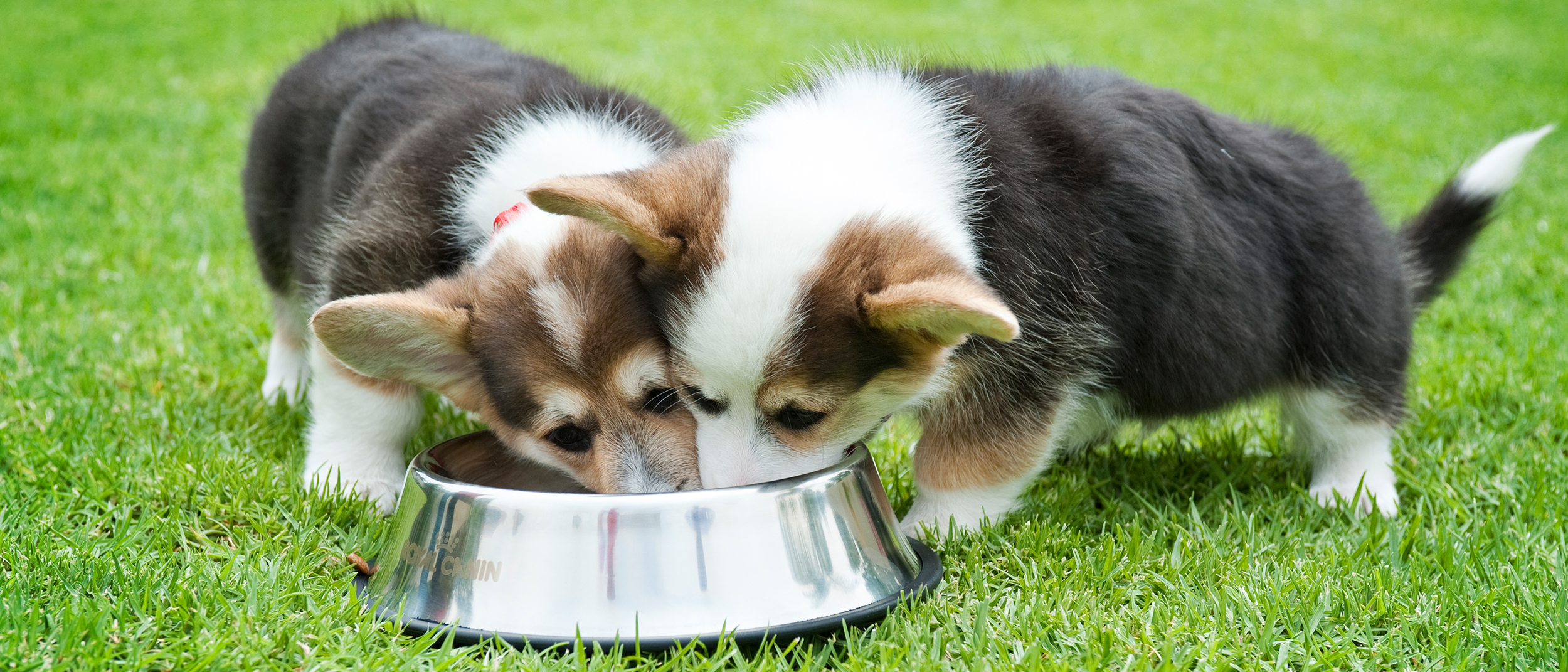 Corgis on grass shifting your puppy to an adult diet