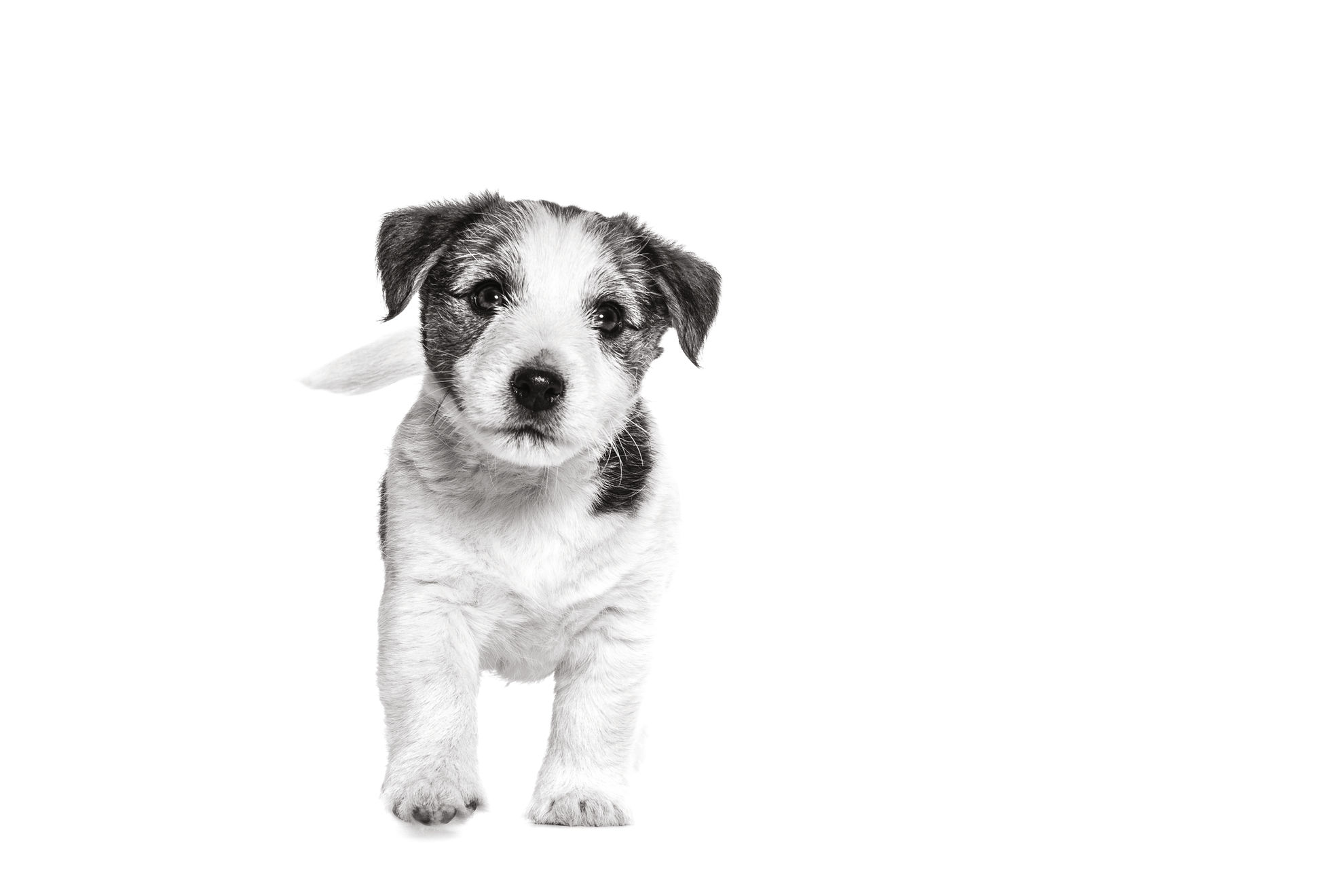 Jack Russell Terrier puppy standing in black and white on a white background