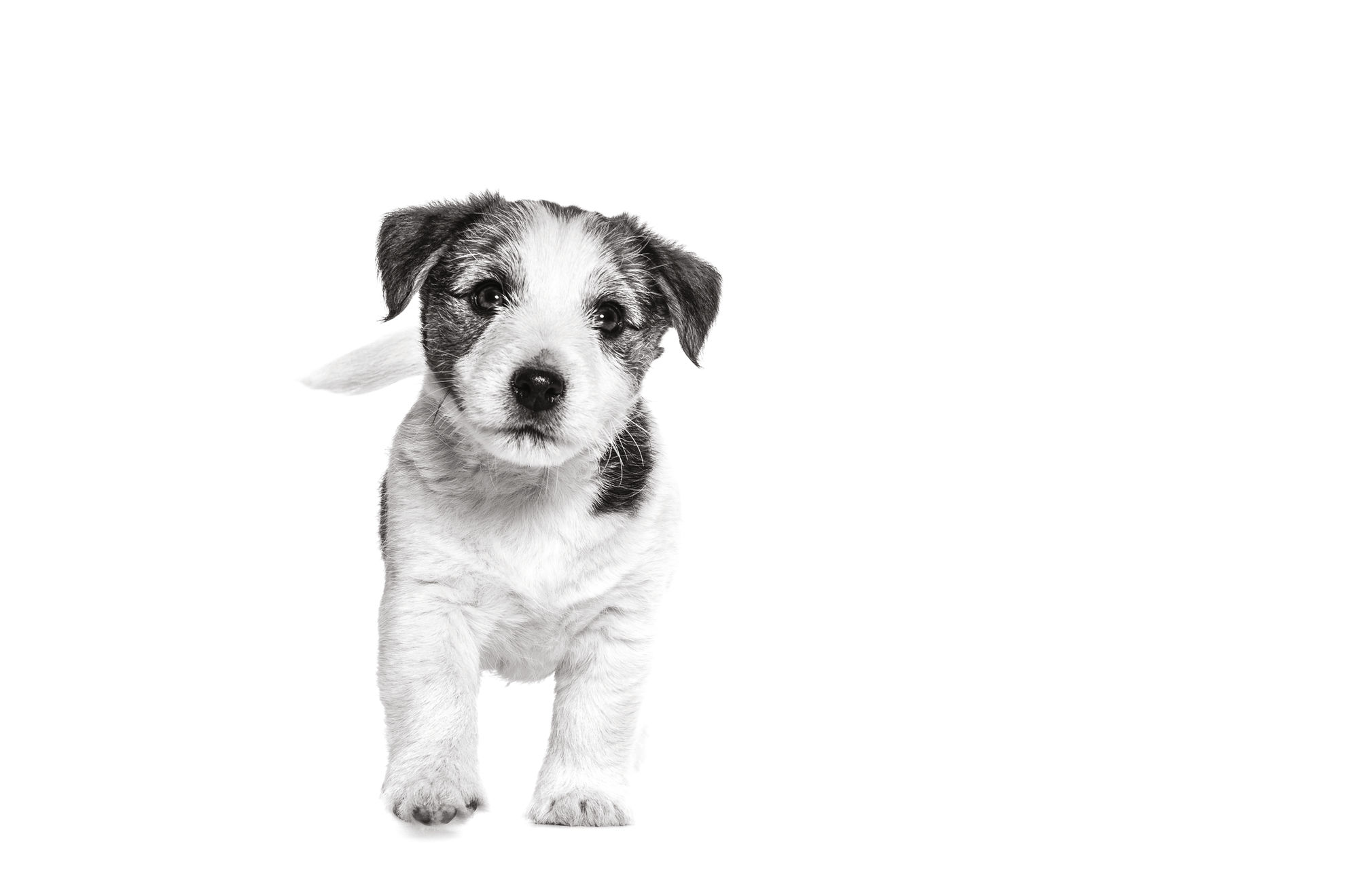 Jack Russell Terrier puppy walking in black and white