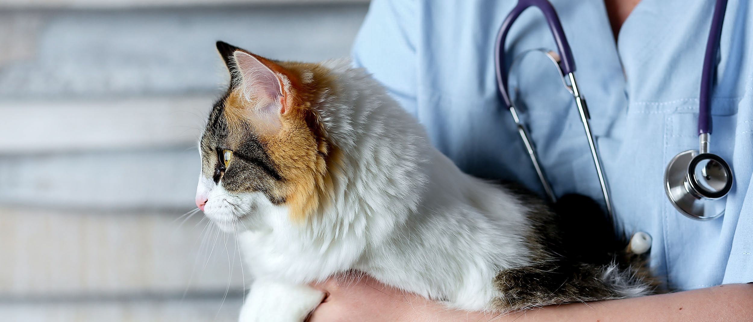 Young cat being held by a vet.