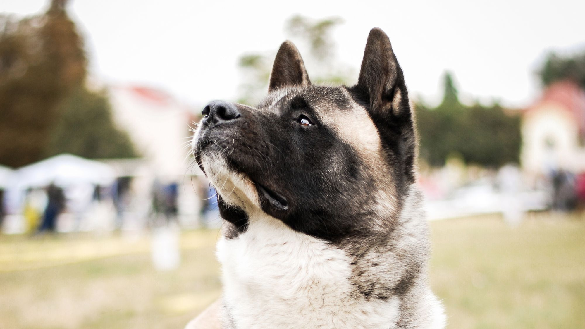 American Akita sat looking up to the sky