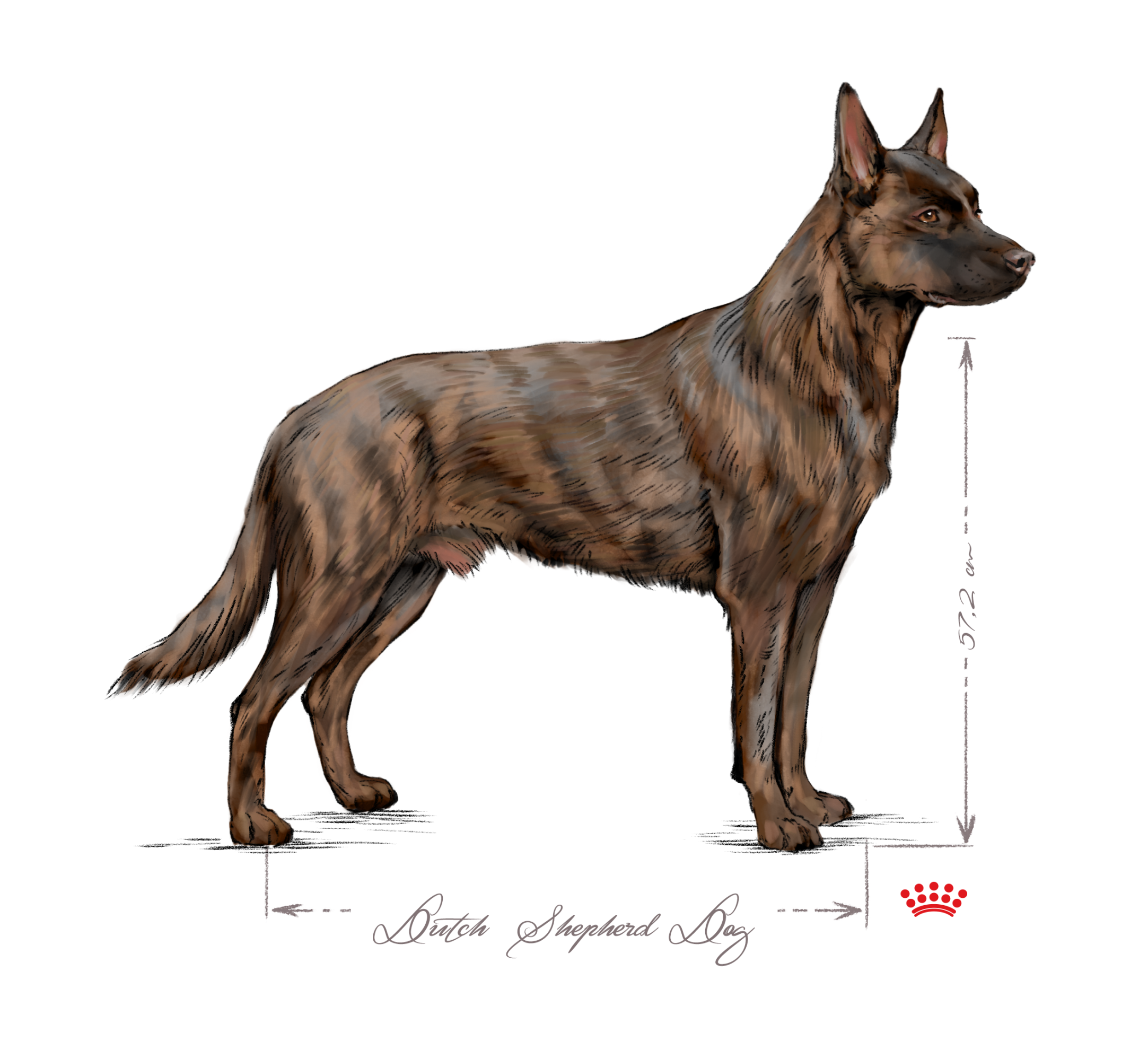 Dutch shepherd dog black and white