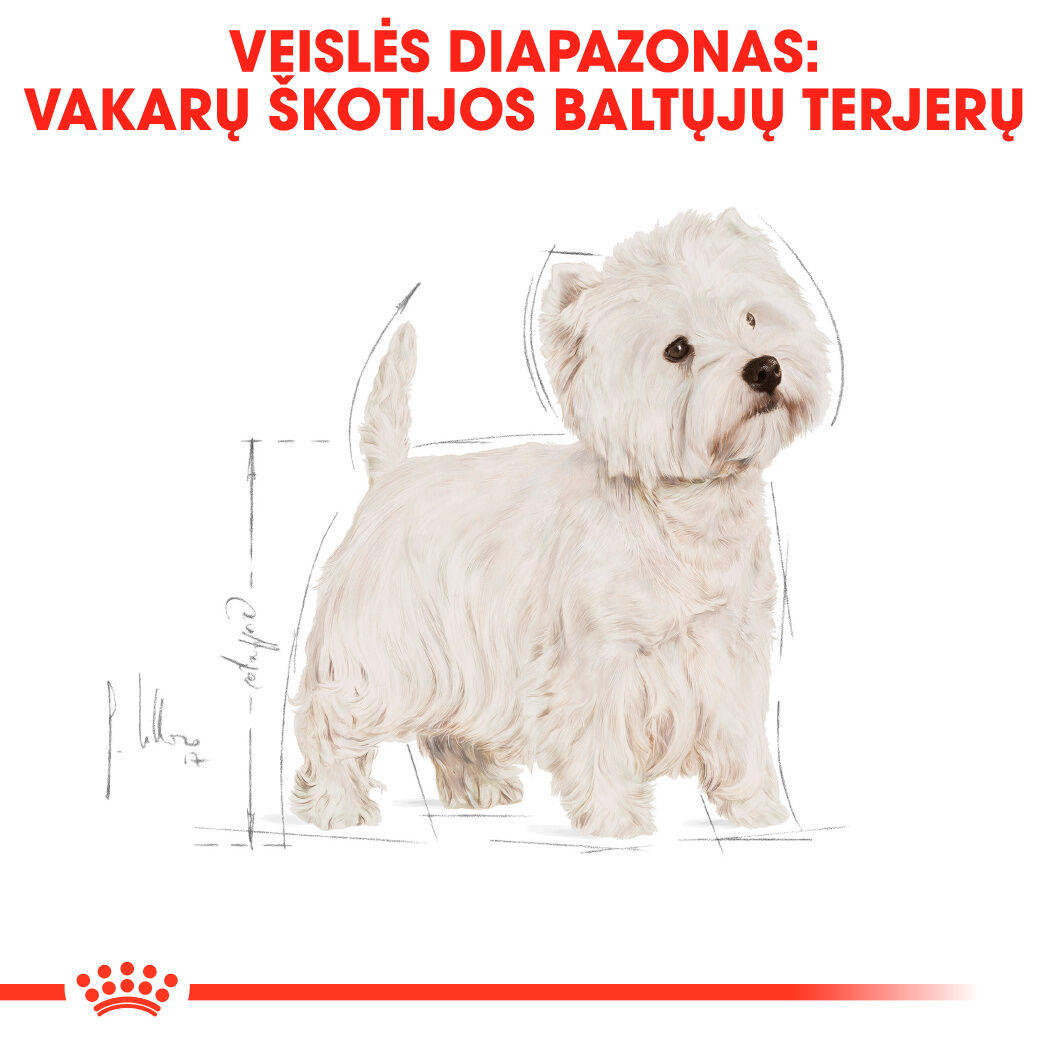 West Highland White Terrier Adult