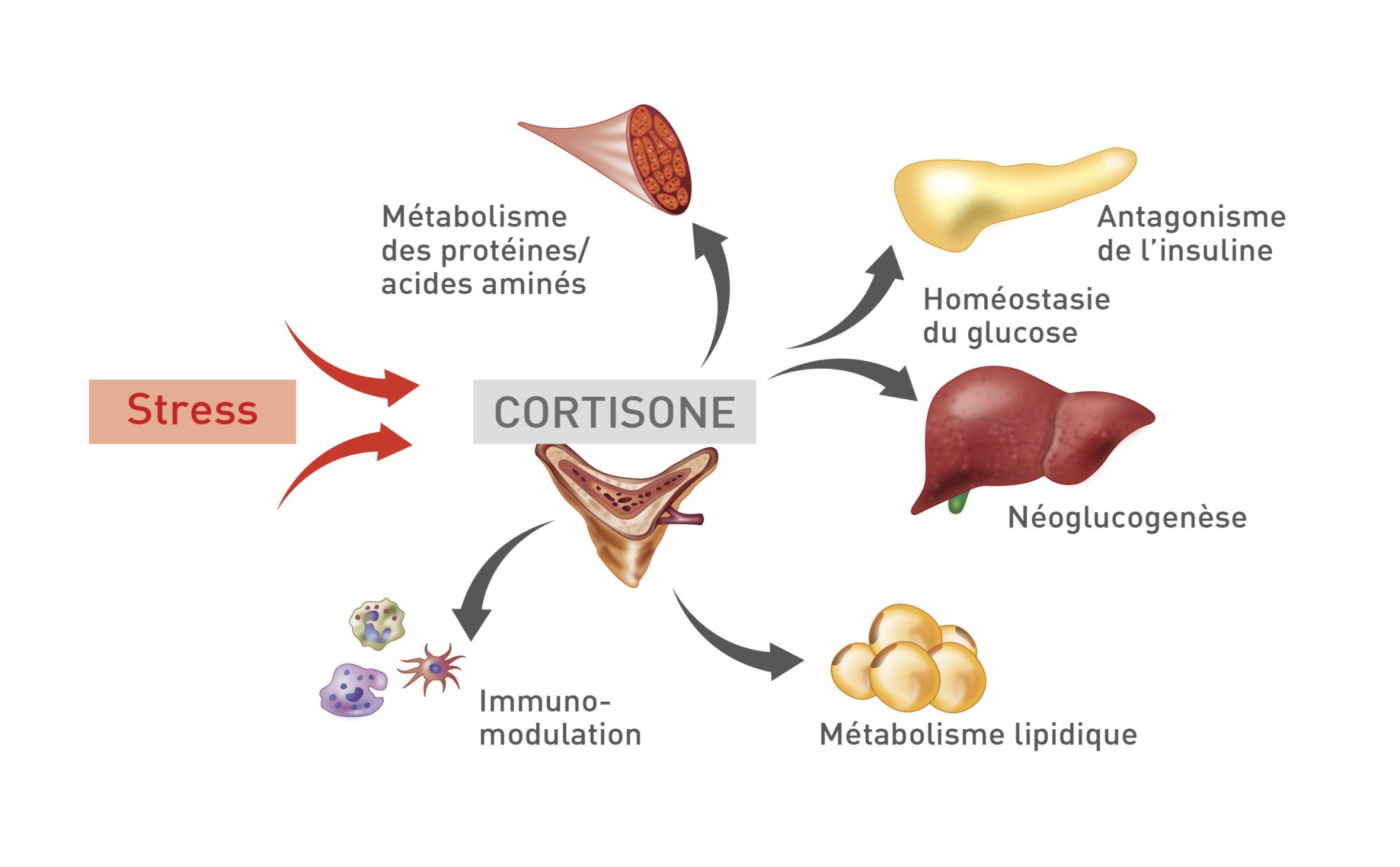 Effets des glucocorticoïdes endogènes (cortisone) sur différents tissus de l’organisme