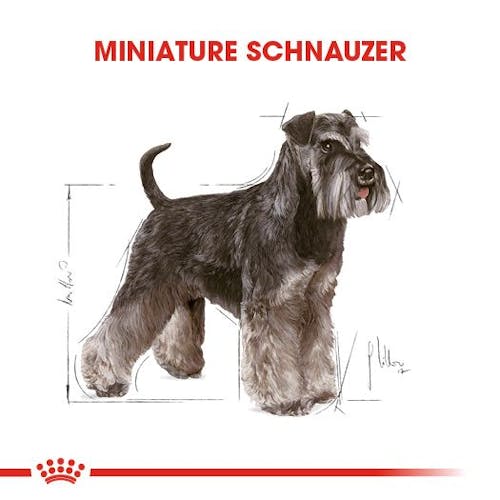 Miniature Schnauzer Adult