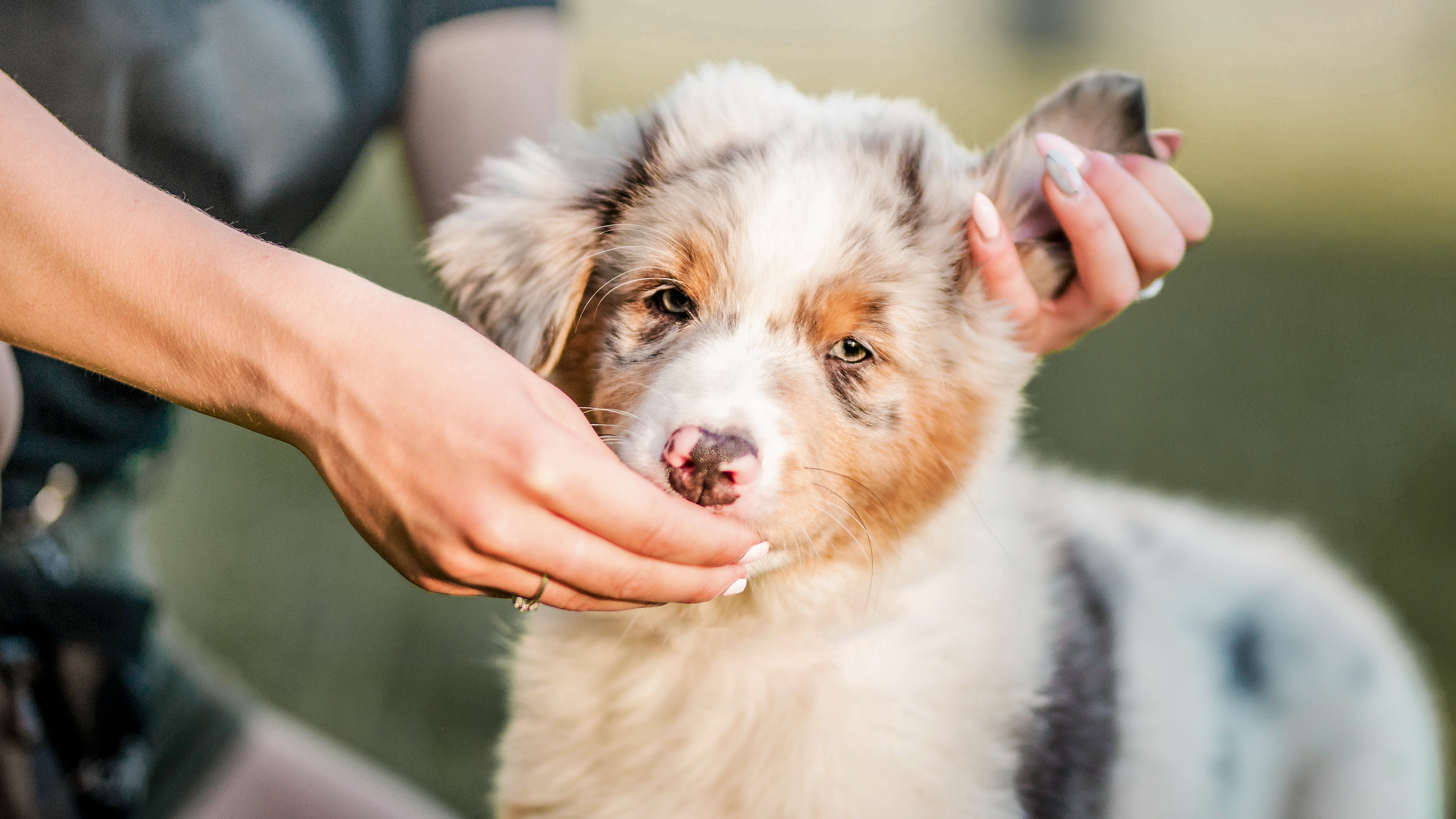 Ein Australian-Shepherd-Welpe steht im Freien. Eine weibliche Person bietet ihm mit einer Hand ein Leckerchen an, während die andere Hand das Ohr des Welpen hält.