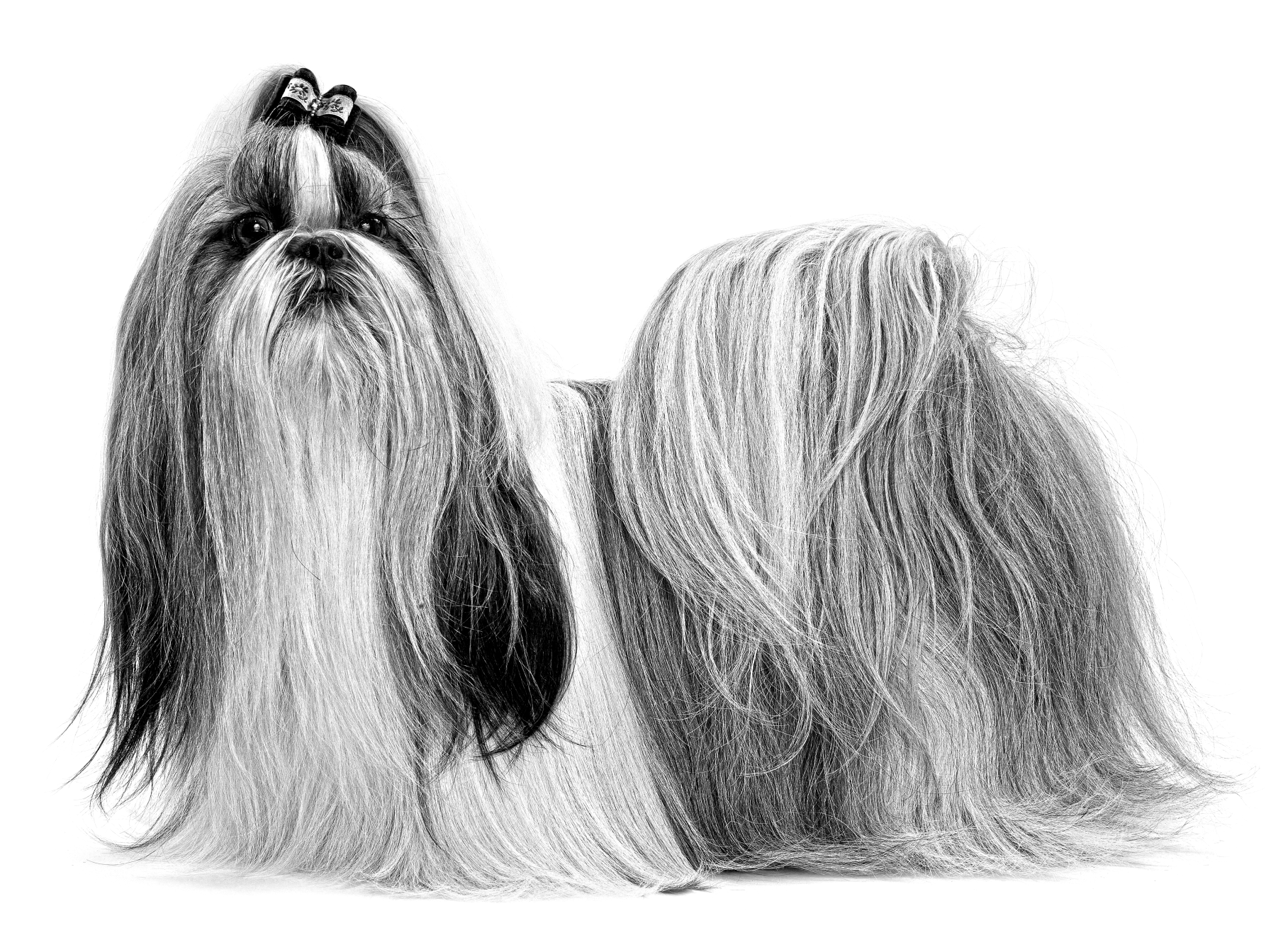 Side-view of Shih Tzu with bow clip in its fur