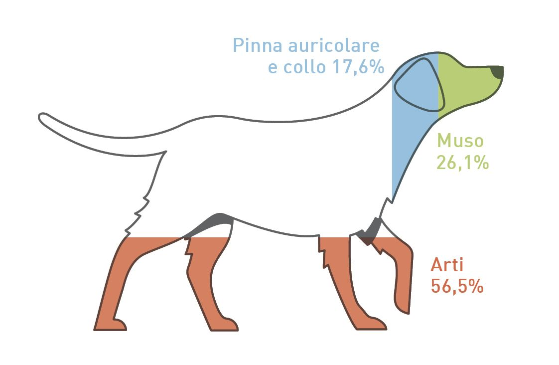 Distribuzione delle lesioni corporee dopo un test di provocazione alimentare