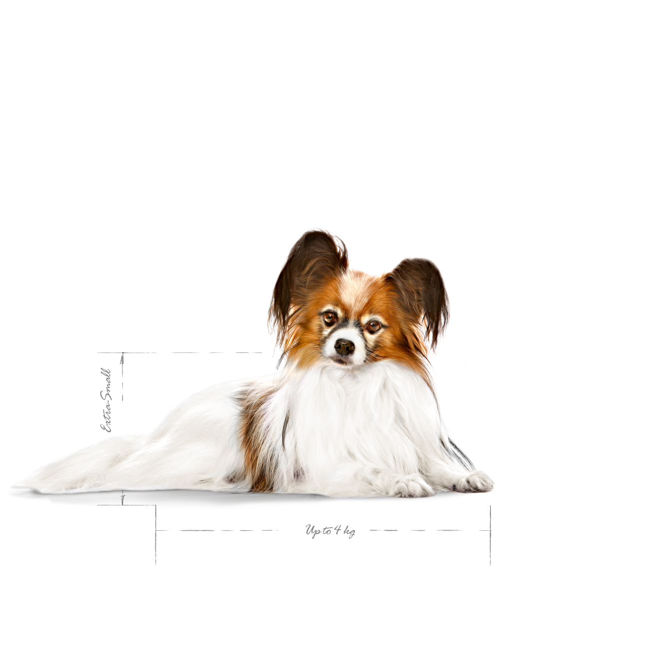 XSA+12 迷你型老犬12+ 歲以上專用乾糧