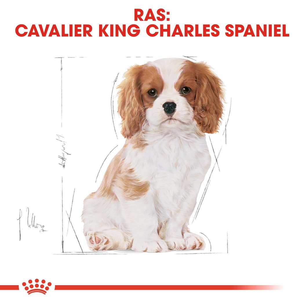 Cavalier King Charles Puppy