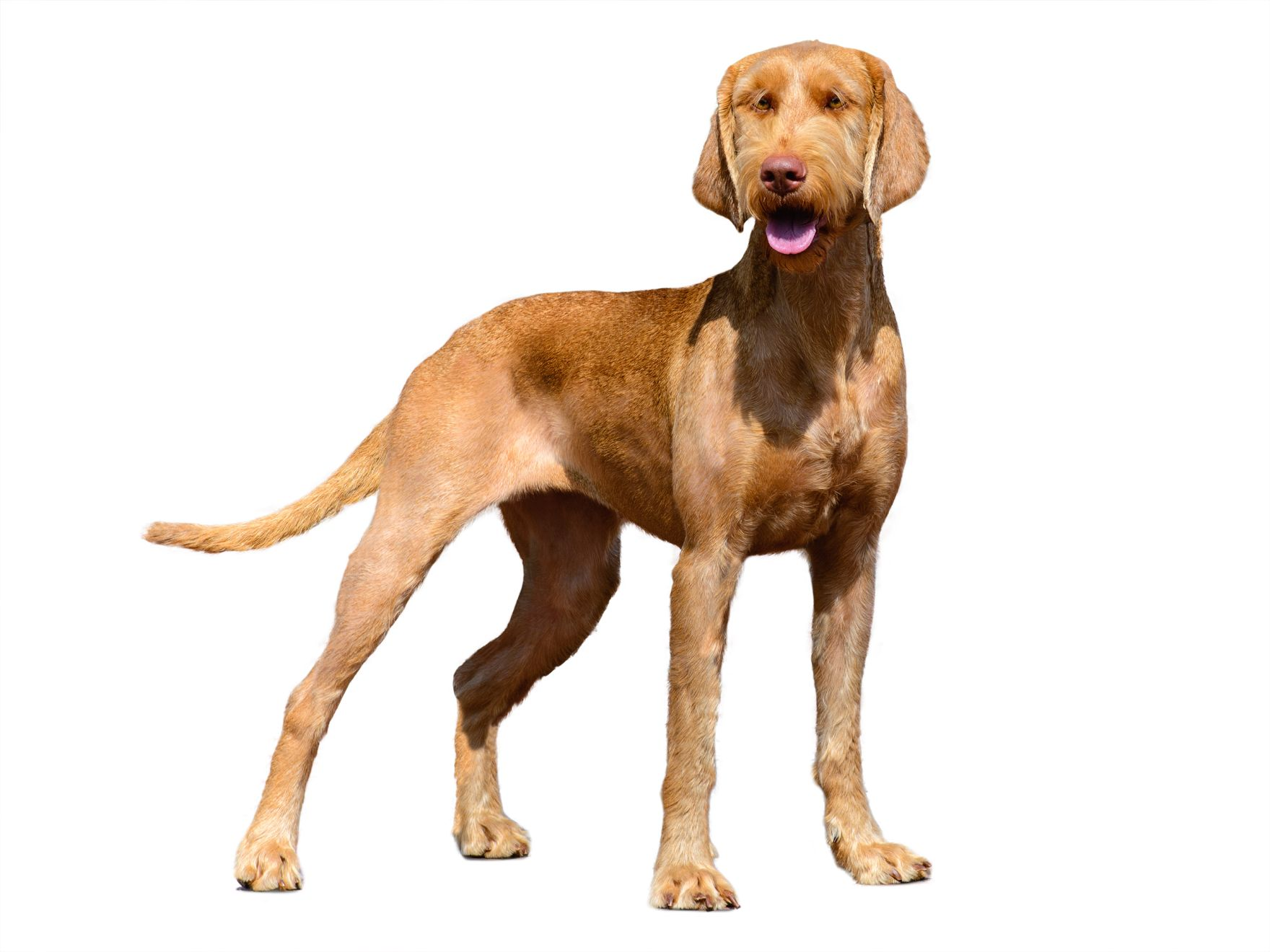 Hungarian Wire-Haired Pointer (Vizsla) adult standing
