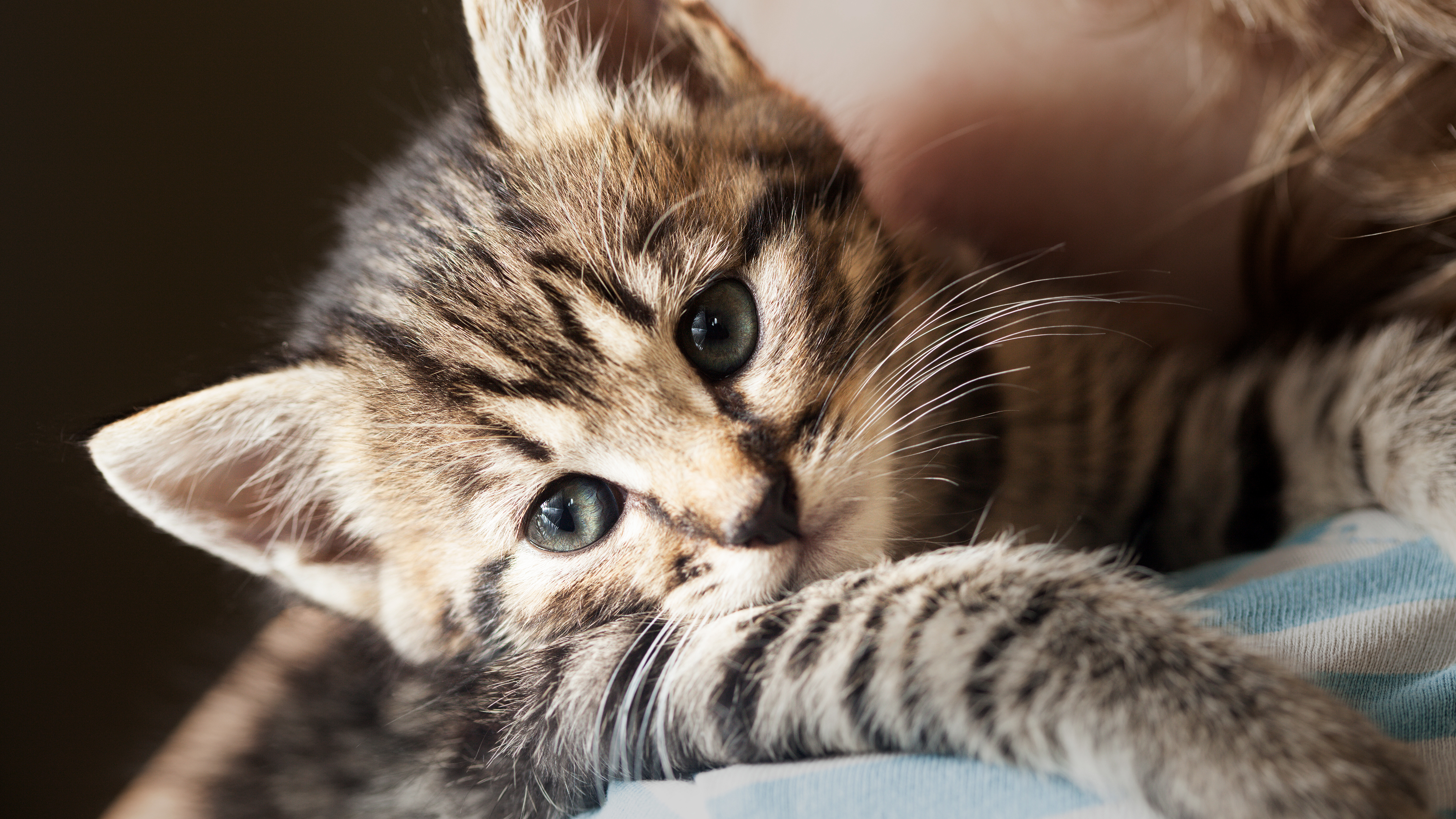 Kitten being held by its owner