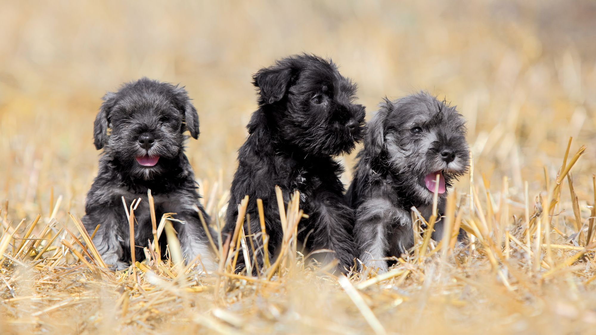 Three Standard Schnauzer puppies sitting in dried grass