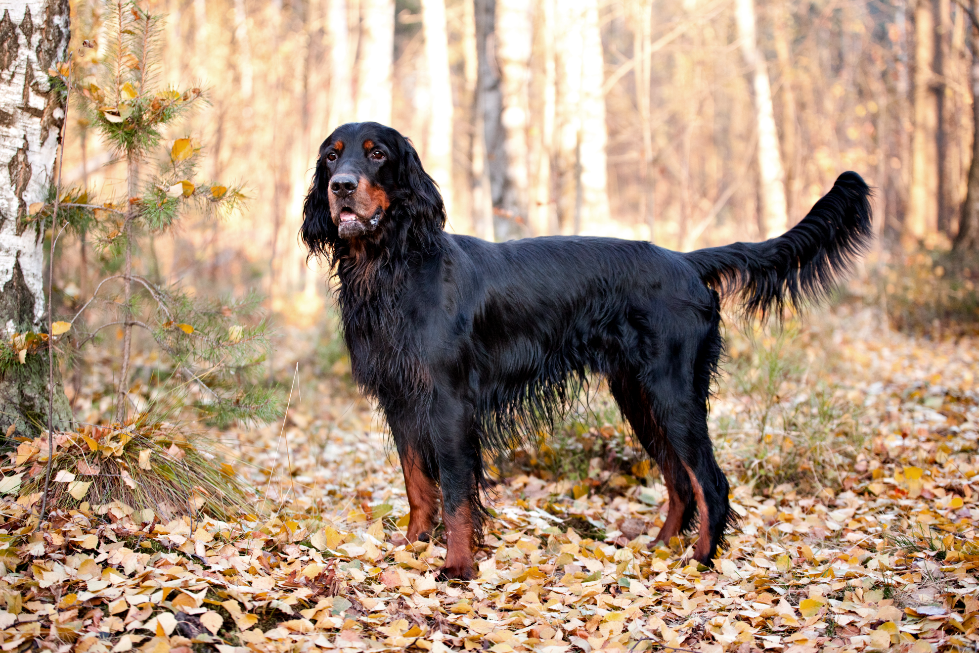 Gordon Setter stood alert in a forest, leaves on the ground