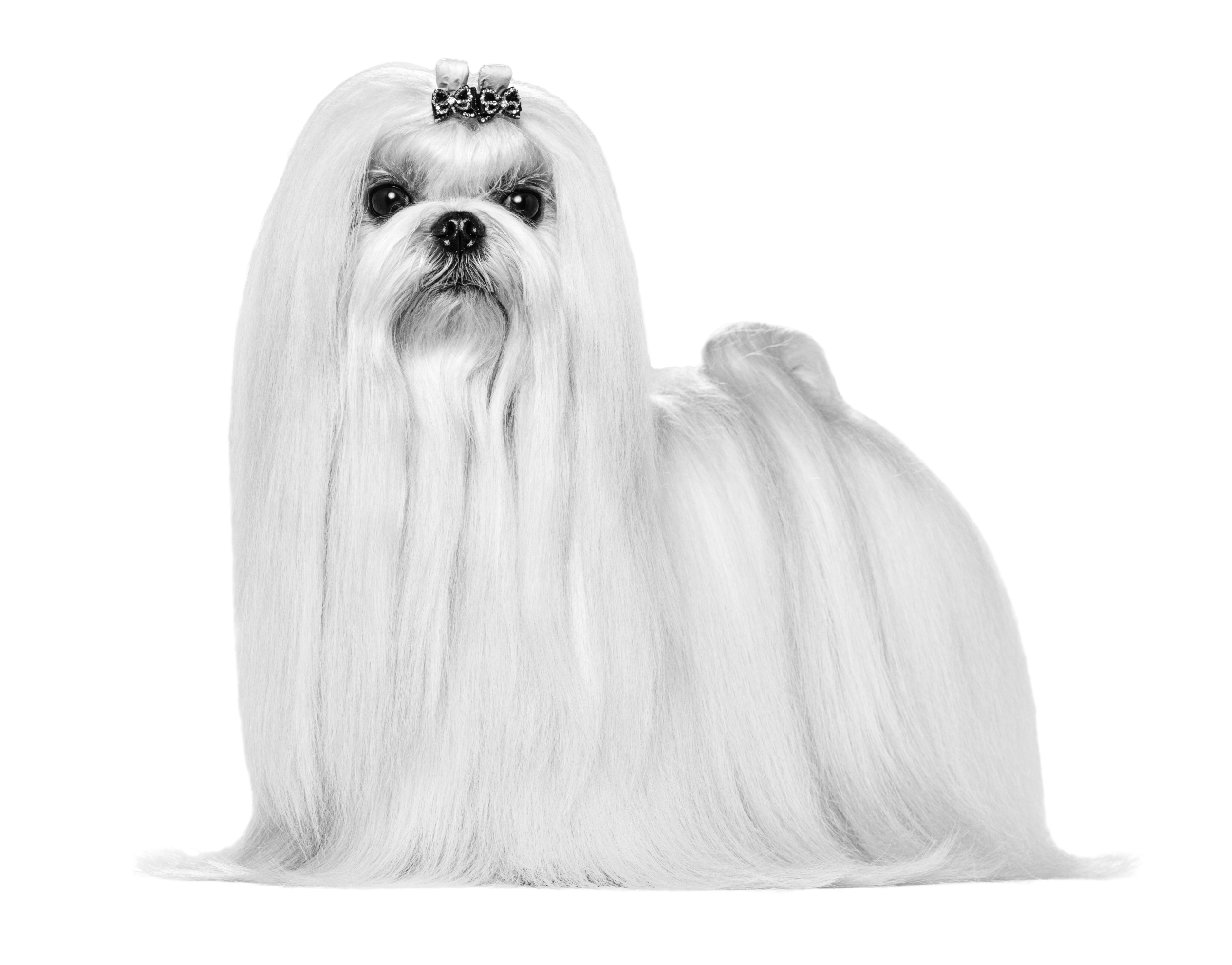 Royal canin hotsell adult maltese