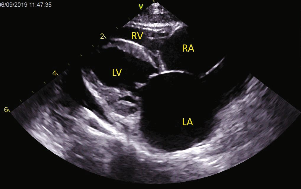 Management of the cat with heart failure | Vet Focus