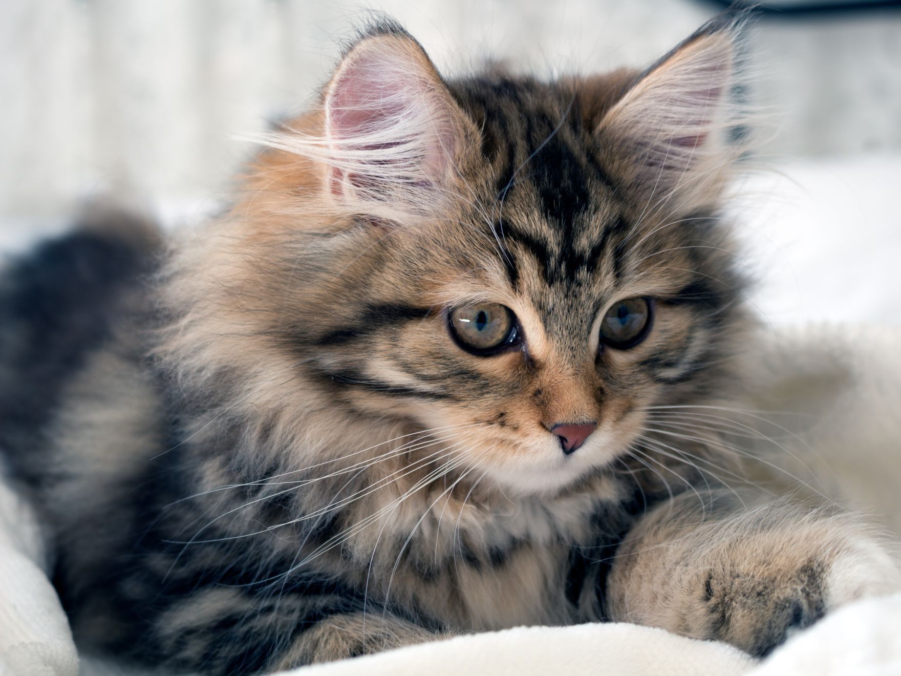 Gatito siberiano, marrón, blanco y negro