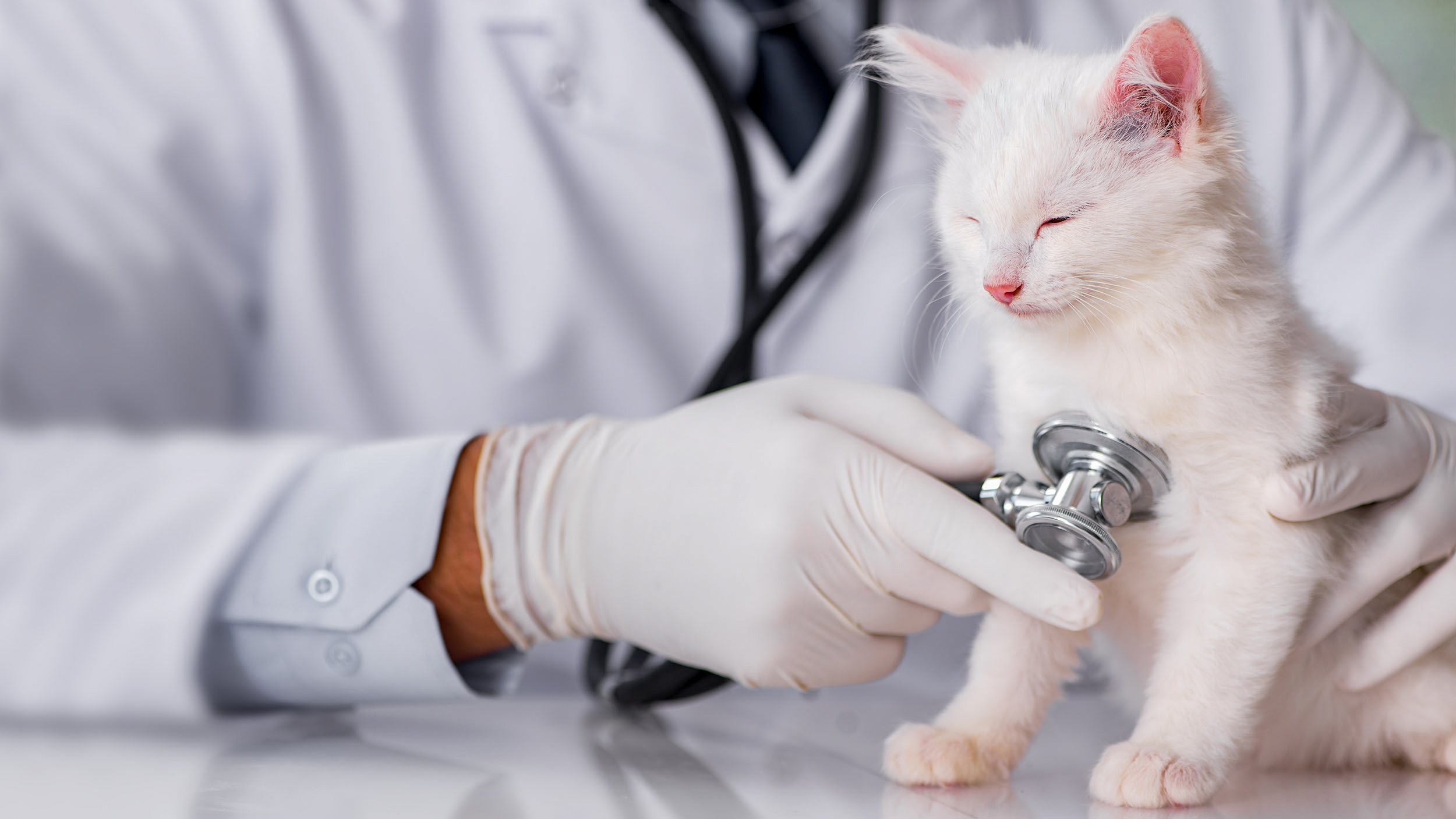 White kitten sitting on an examination table at the vets