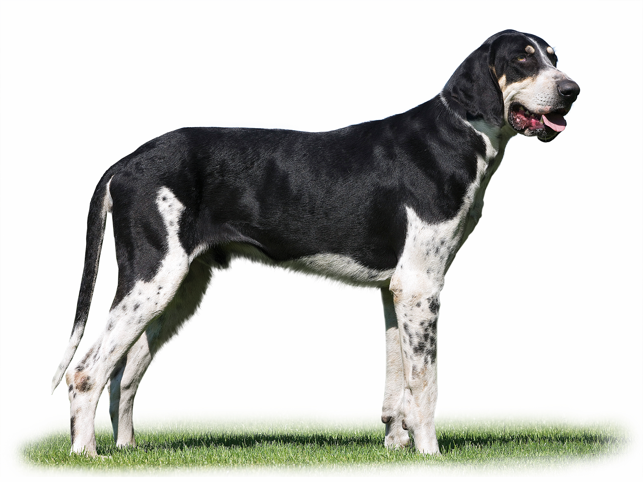 Great anglo-french white and black hound adult black and white