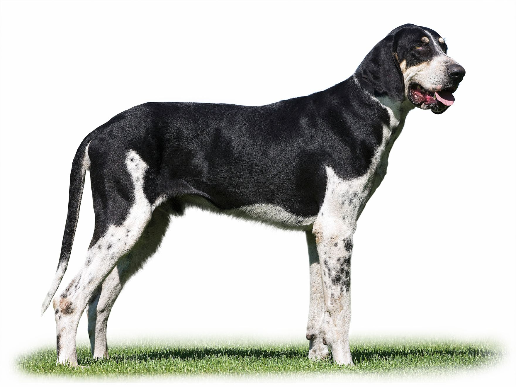 Great anglo-french white and black hound adult standing